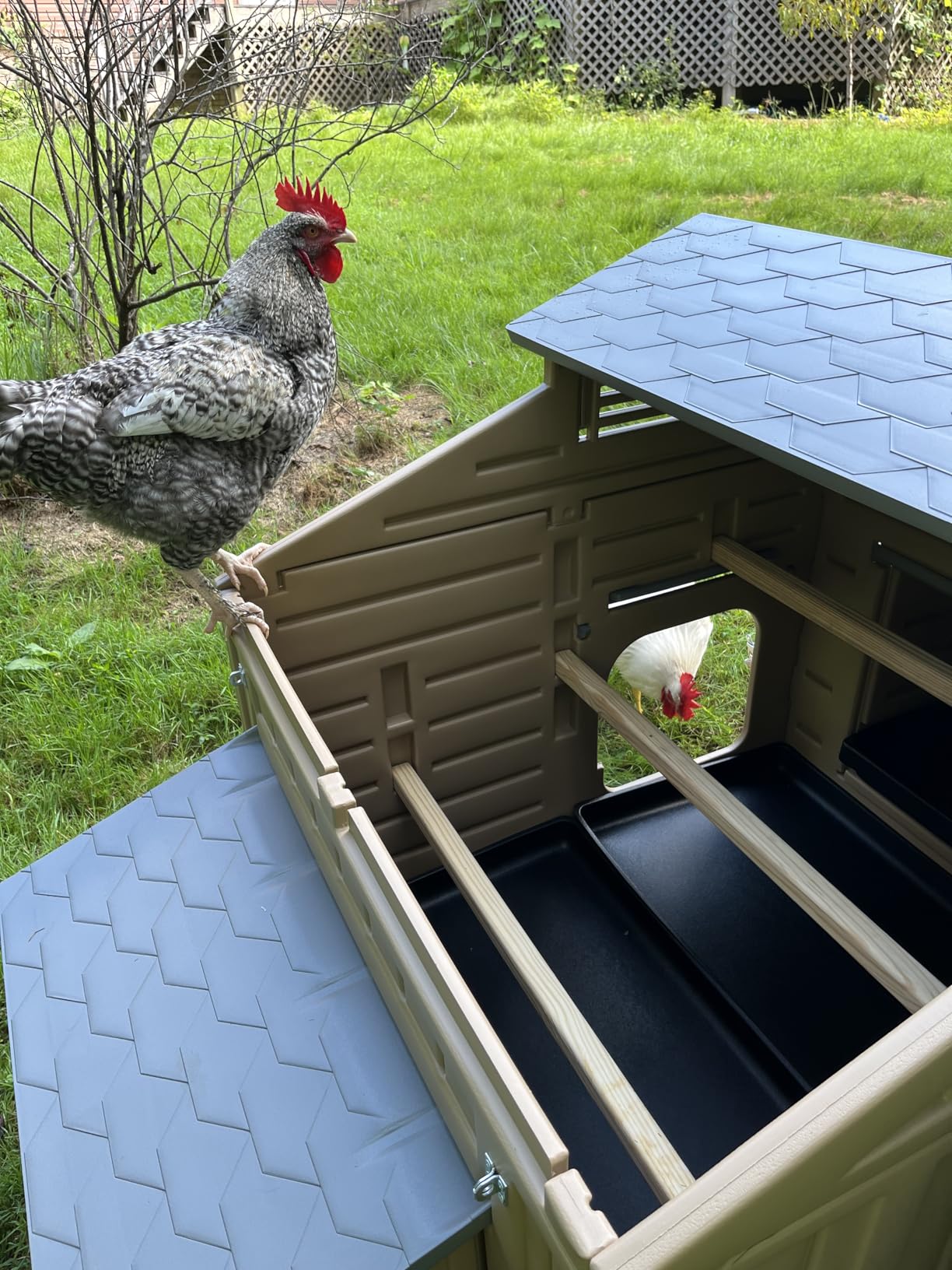 Hatching Time Formex Snap Lock 4-6 Large Chicken Coop, Backyard Hen House customer photo 1