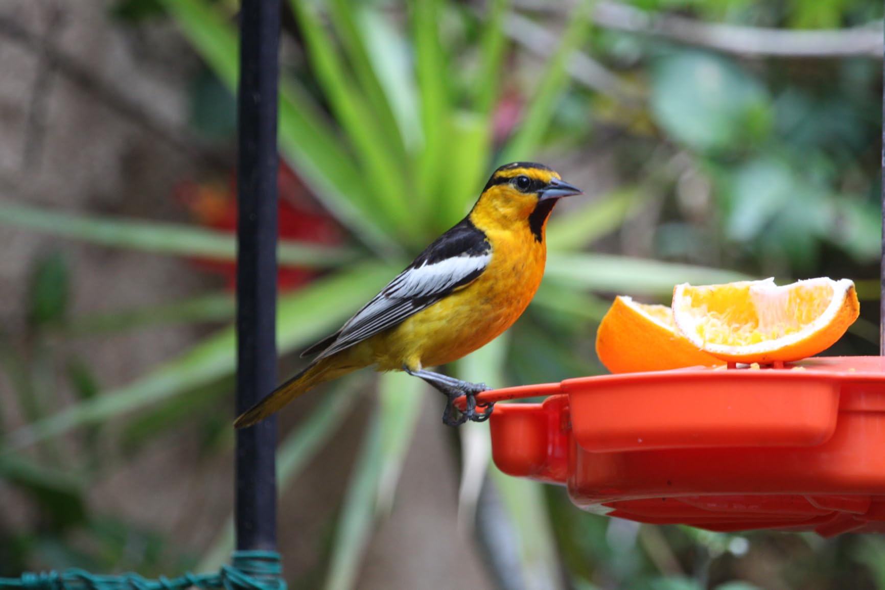 Ultimate Oriole Feeder, Nectar Jelly Fruit and Mealworm Station customer photo 1