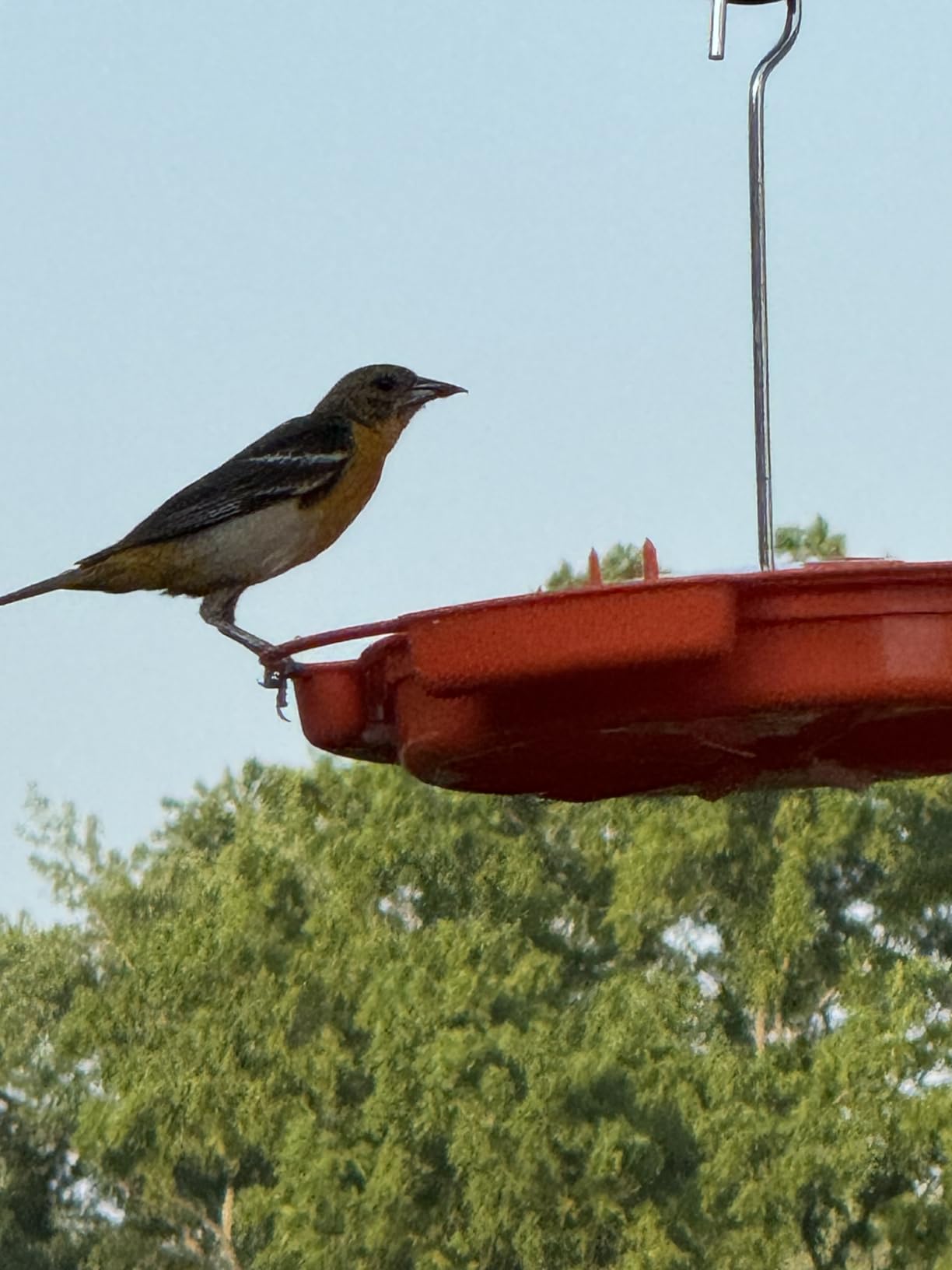 Ultimate Oriole Feeder, Nectar Jelly Fruit and Mealworm Station customer photo 2