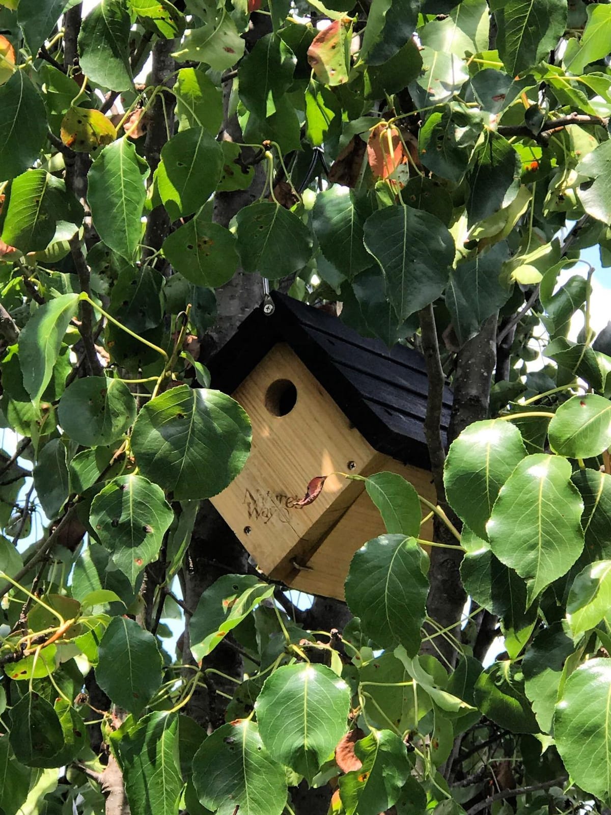 Nature's Way Bird Products CWH1 Cedar Wren House, 8