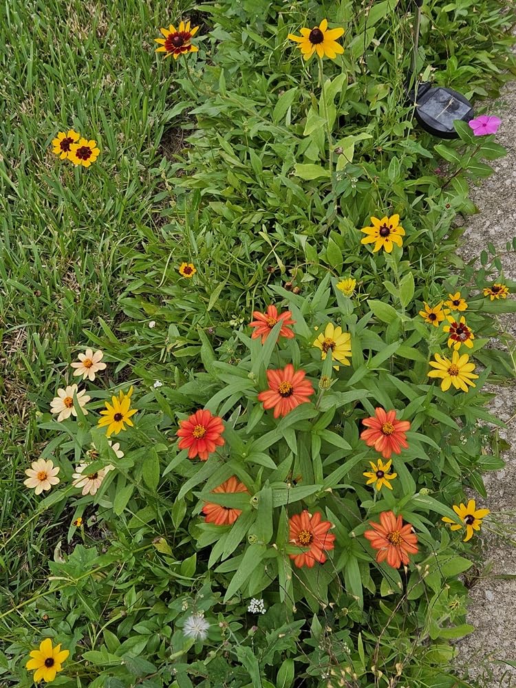 Eden Brothers All Perennial Wildflower Seed Mix for Planting, 1/4 lb customer photo 1