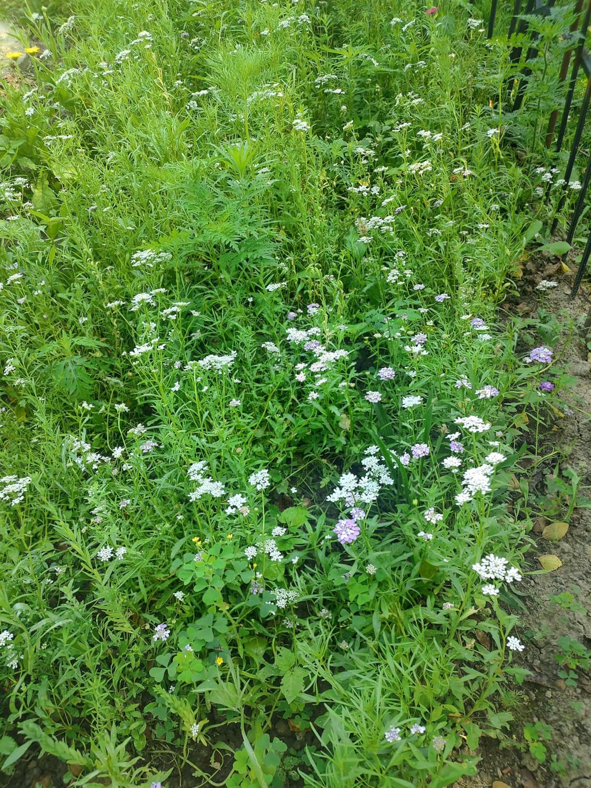 Eden Brothers All Perennial Wildflower Seed Mix for Planting, 1/4 lb customer photo 2