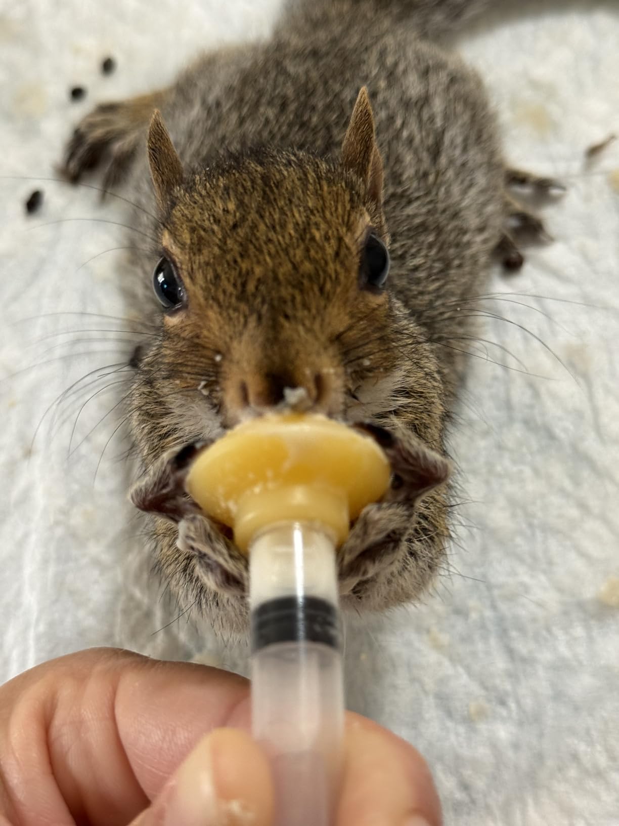 Fox Valley Day-One 20/50 Formula for Squirrels, 1 lb. | All Human Grade Ingrediants customer photo 1