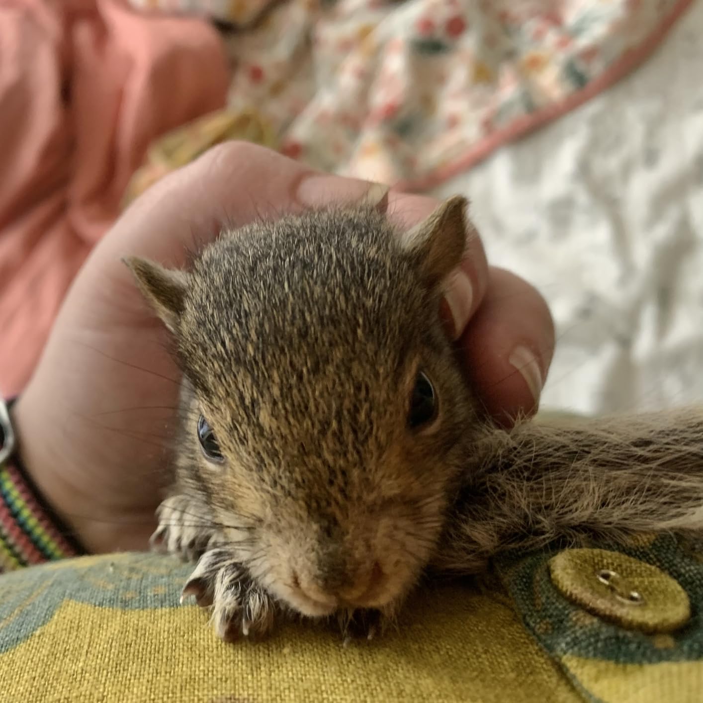 Fox Valley Day-One 20/50 Formula for Squirrels, 1 lb. | All Human Grade Ingrediants customer photo 2