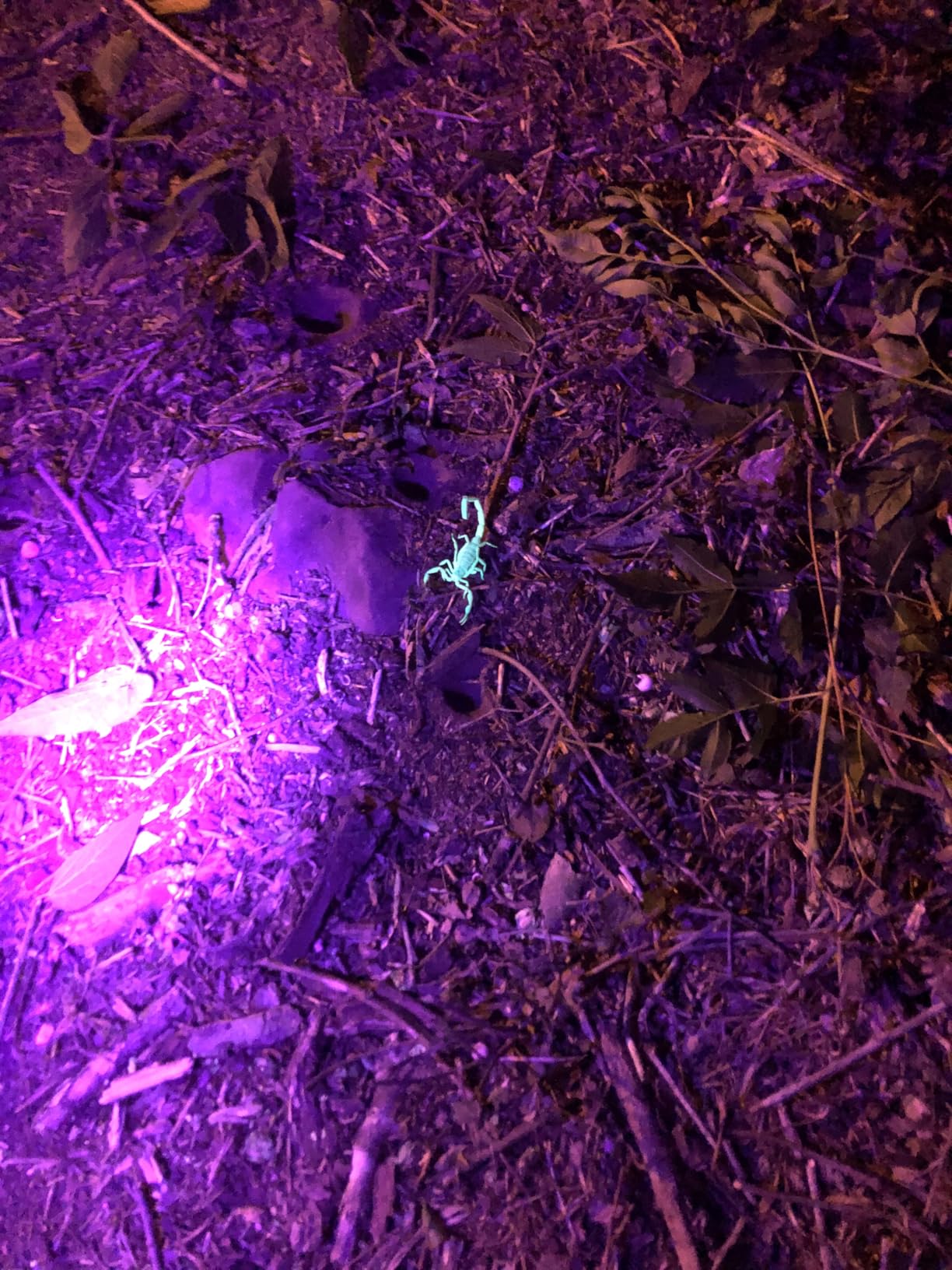 Lepro 395nm UV LED Flashlight, 9 LED Blacklight Detector customer photo 2
