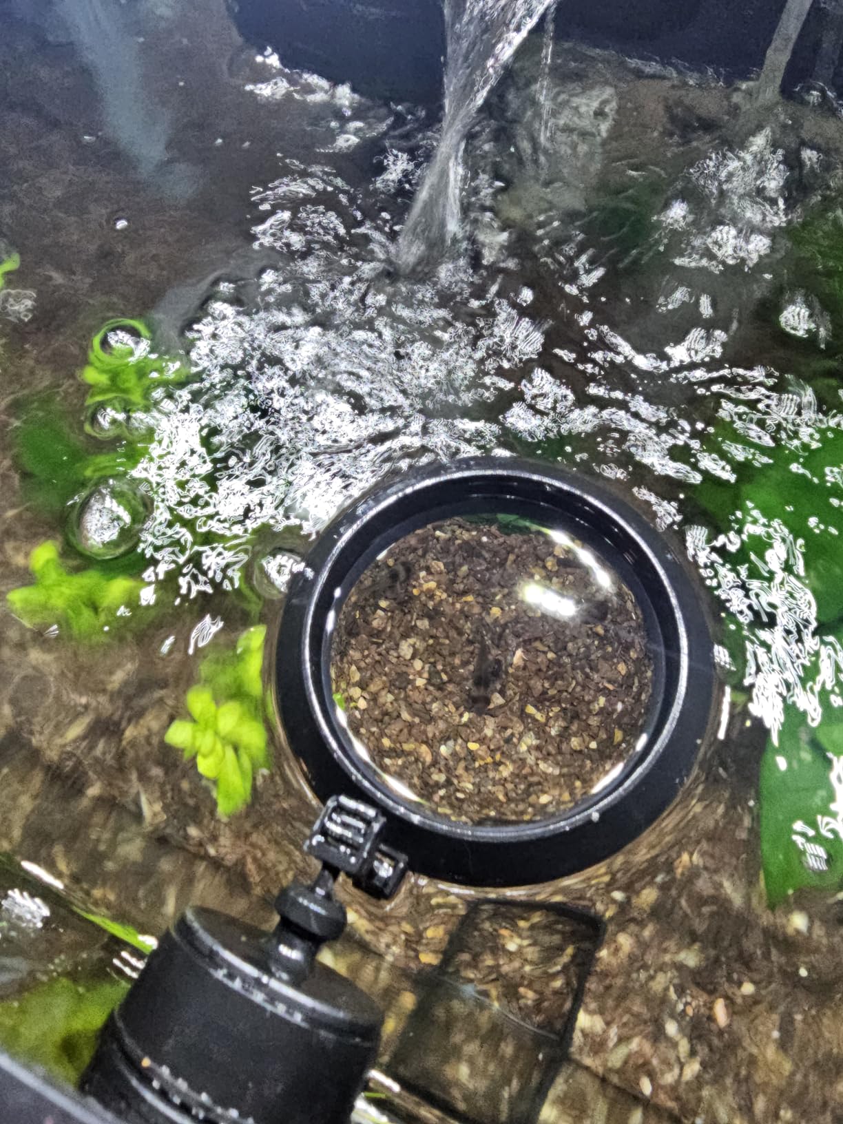 Two Little Fishies MagFeeder Magnetic Floating Aquarium Fish Feeding Ring customer photo 1