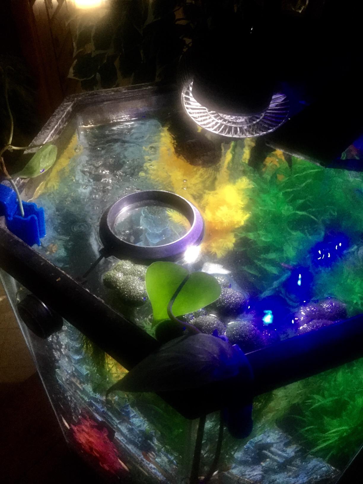 Two Little Fishies MagFeeder Magnetic Floating Aquarium Fish Feeding Ring customer photo 2