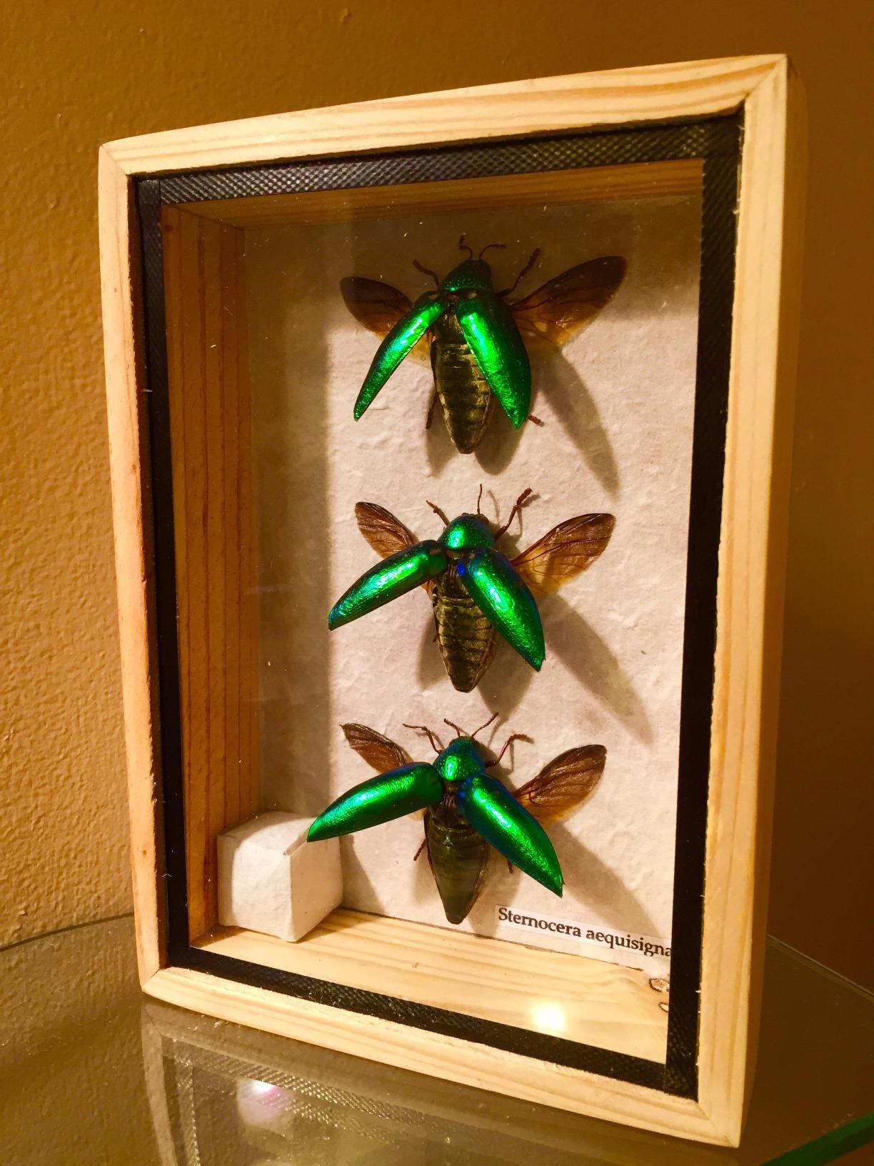 Jewel Beetle Mounts Insect Animals Taxidermy in Framed (3 Sternocera Aeguisignata) customer photo 1