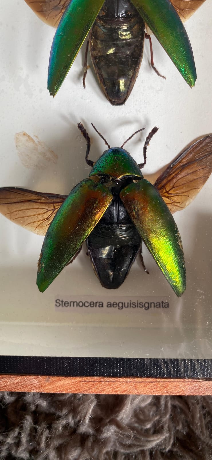 Jewel Beetle Mounts Insect Animals Taxidermy in Framed (3 Sternocera Aeguisignata) customer photo 2