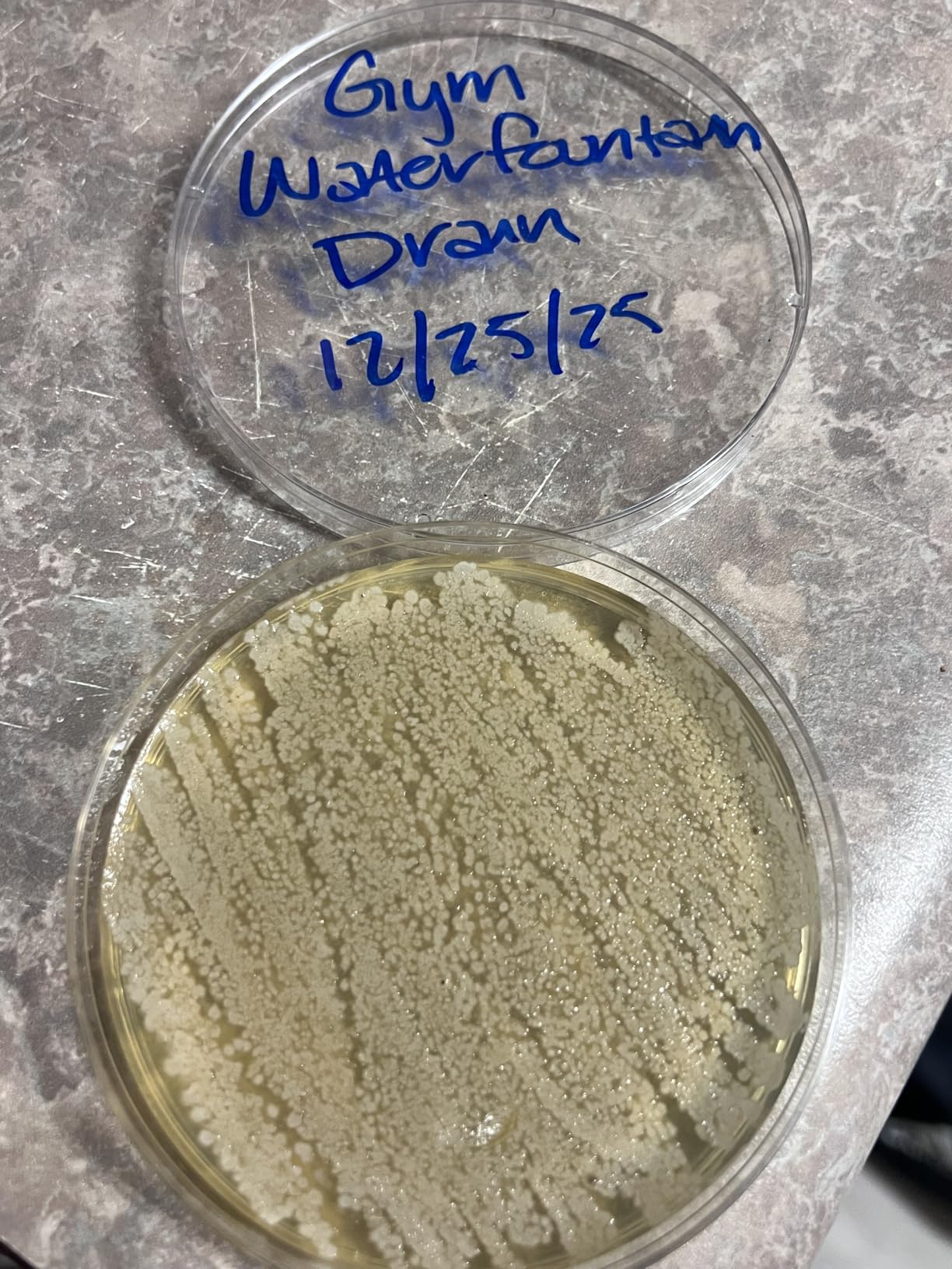 Evviva Sciences Microbiology Science Project Kit, Pre-Poured Agar Plates for Students, Agar Petri Dishes to Learn Microbiology, with Educational Experiment eBook customer photo 1