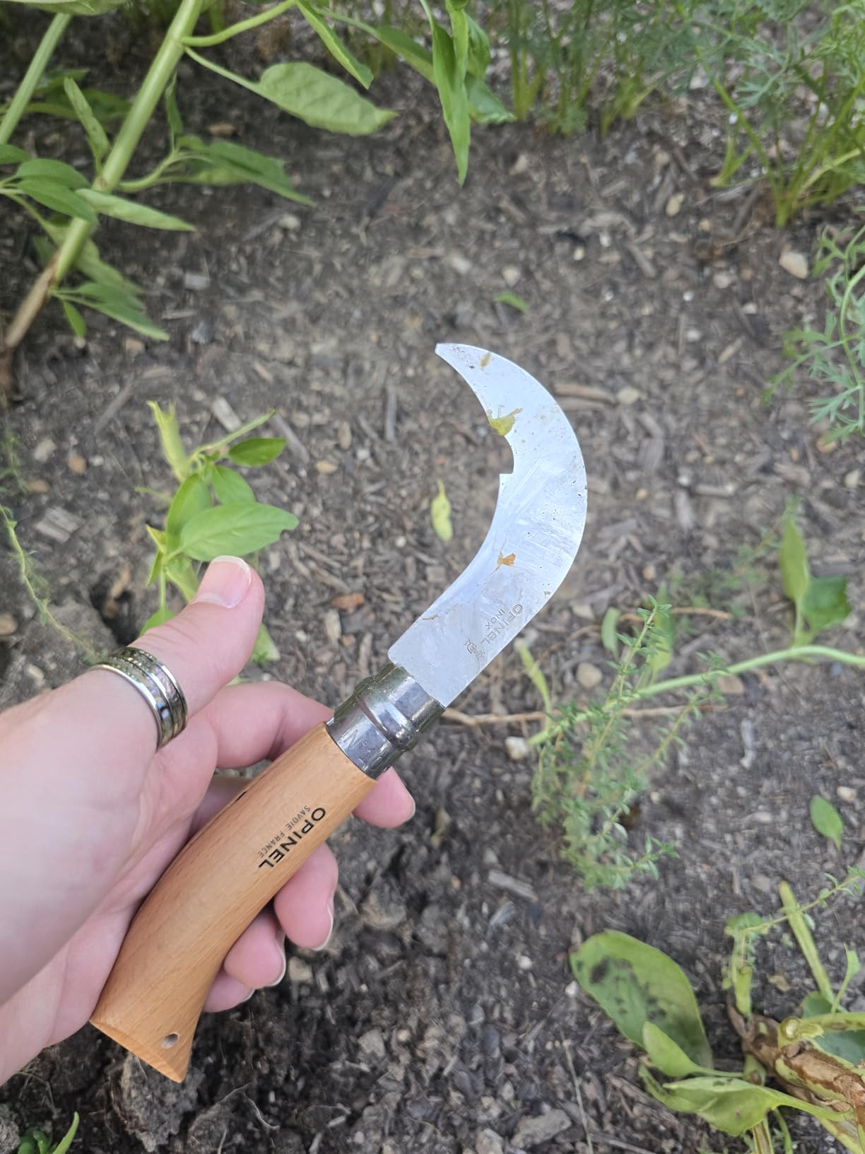 Opinel No. 10 Pruning Folding Knife - Stainless Steel for Pruning, Grafting, Orchards, Vineyards, and Gardening customer photo 1