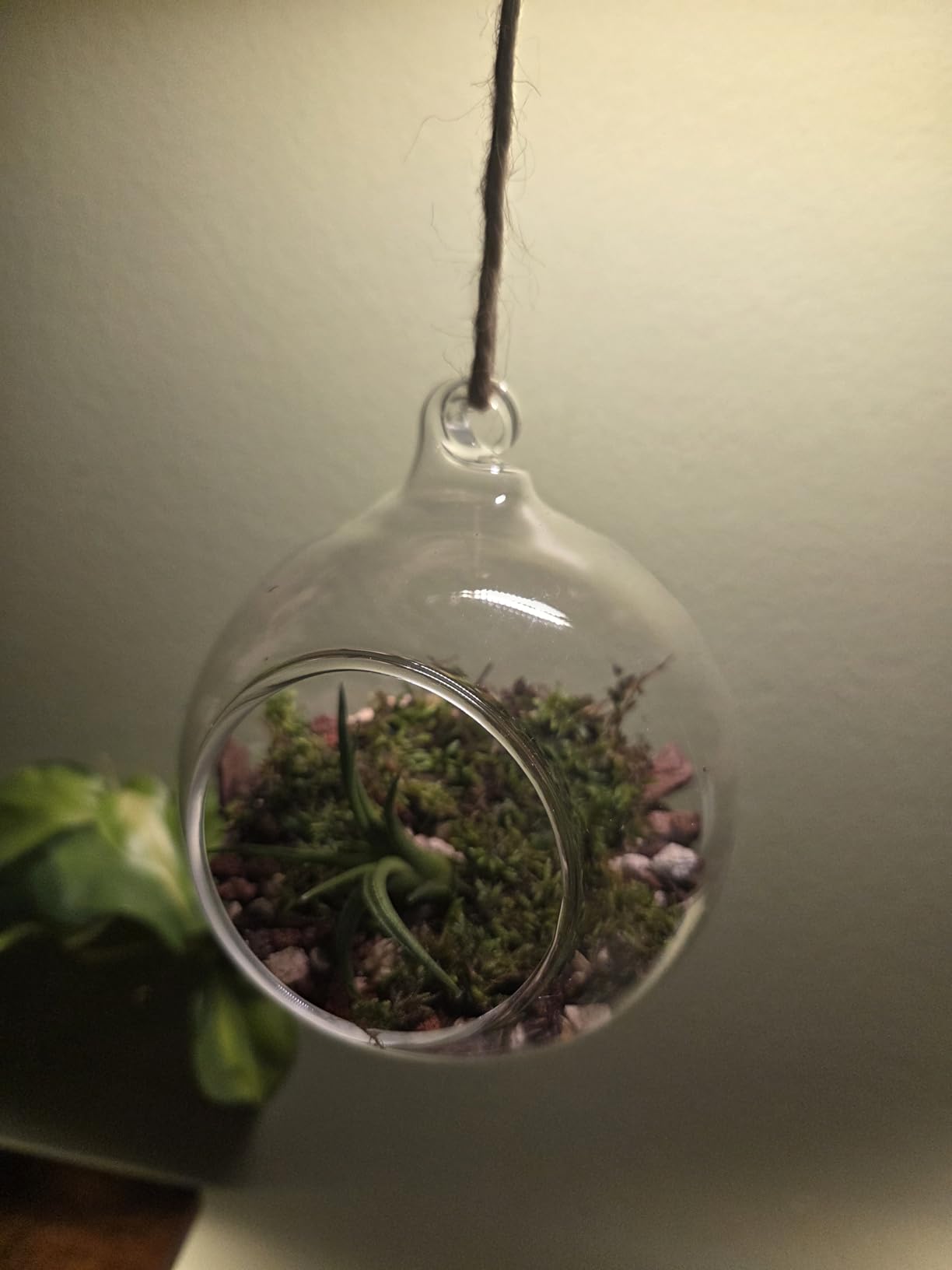 Mkono Hanging Glass Terrarium, 2 Pack Air Plant Holder Globe Hanger Planter customer photo 1