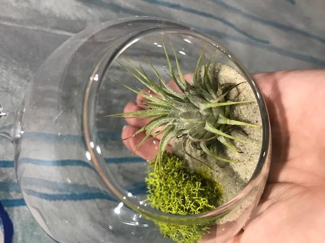 Mkono Hanging Glass Terrarium, 2 Pack Air Plant Holder Globe Hanger Planter customer photo 2
