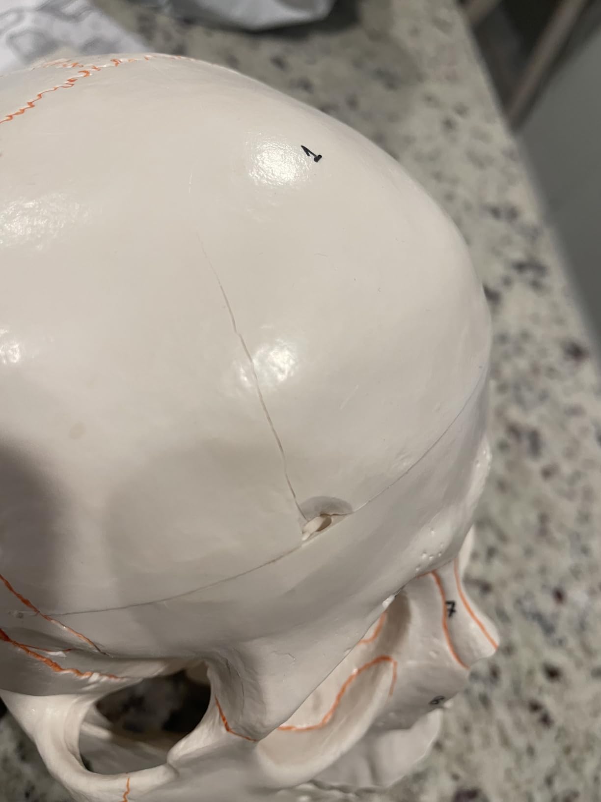 VAL221 Medical Numbered Human Skull-3 Part | Life Size | from Real Human Skull, Detail Hand Painted Numbering | Sectioned Skullcap | Suture Lines & Full Dentition | Labelled Diagram customer photo 1