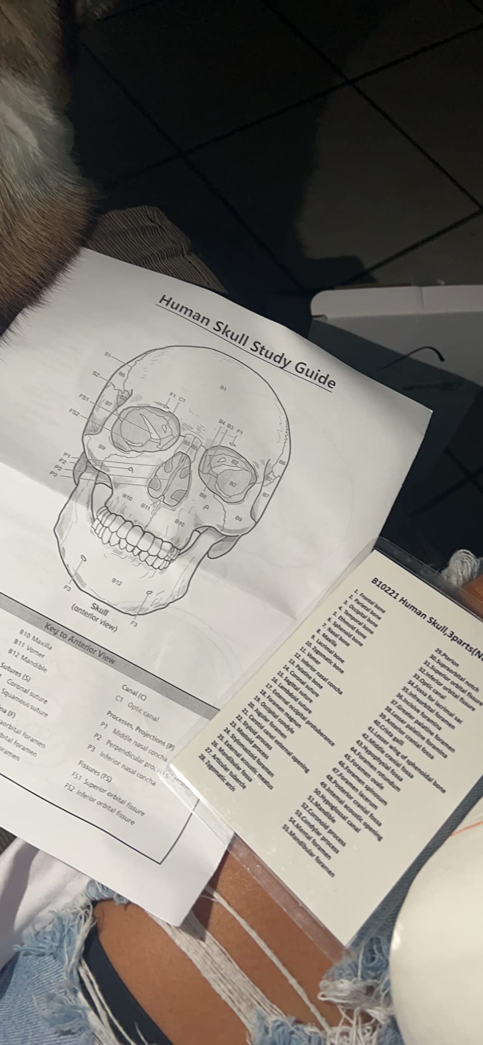 VAL221 Medical Numbered Human Skull-3 Part | Life Size | from Real Human Skull, Detail Hand Painted Numbering | Sectioned Skullcap | Suture Lines & Full Dentition | Labelled Diagram customer photo 2