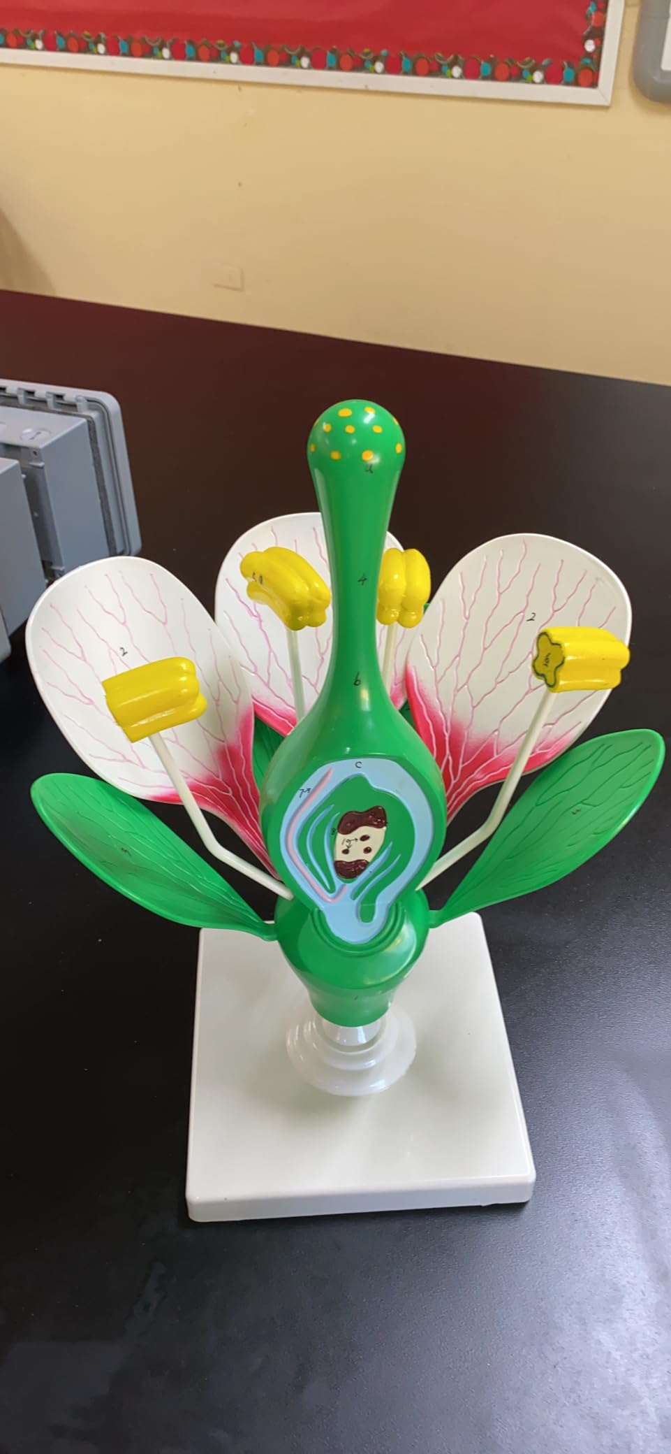 VAN307 Dicot Flower Model | 8X Enlarged | Can be Disassembled | Important Structures are Numbered | Mounted on a Stand | W Key Card customer photo 1