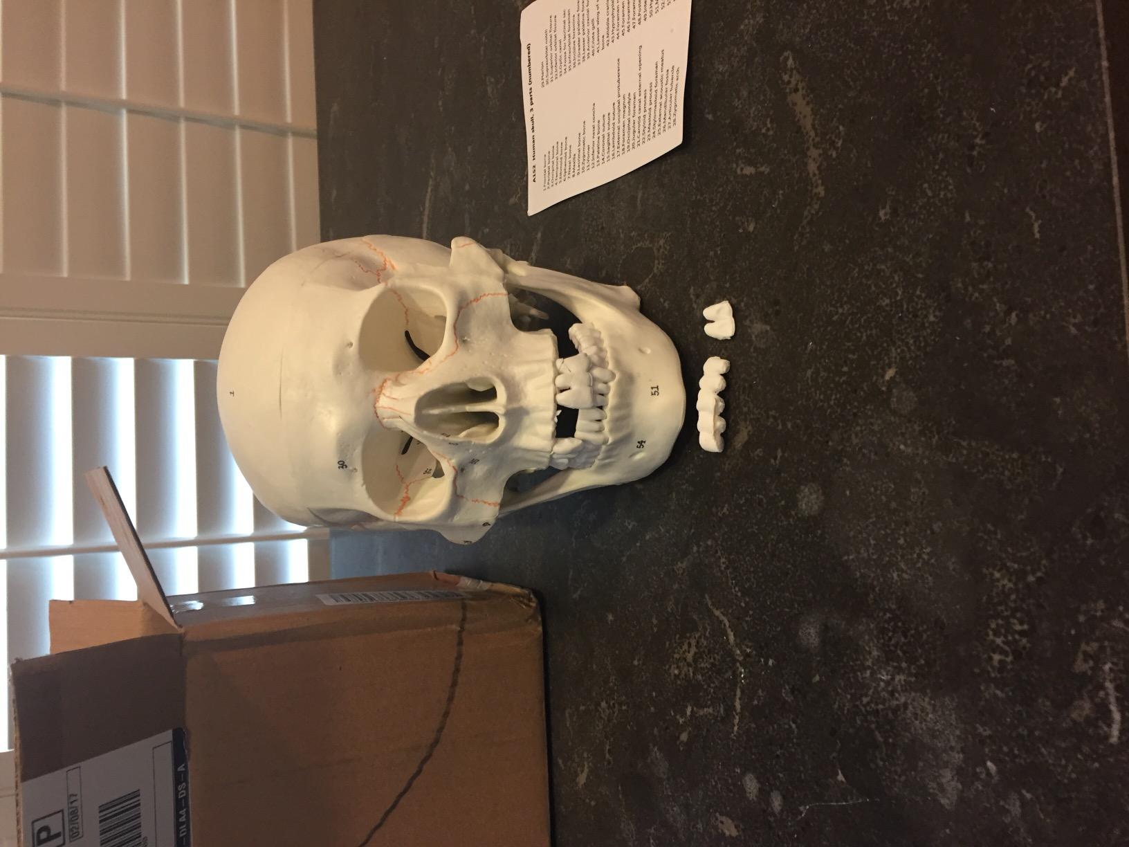 Wellden Medical Anatomical Human Skull Model, 3-Part, Numbered, Life Size customer photo 1
