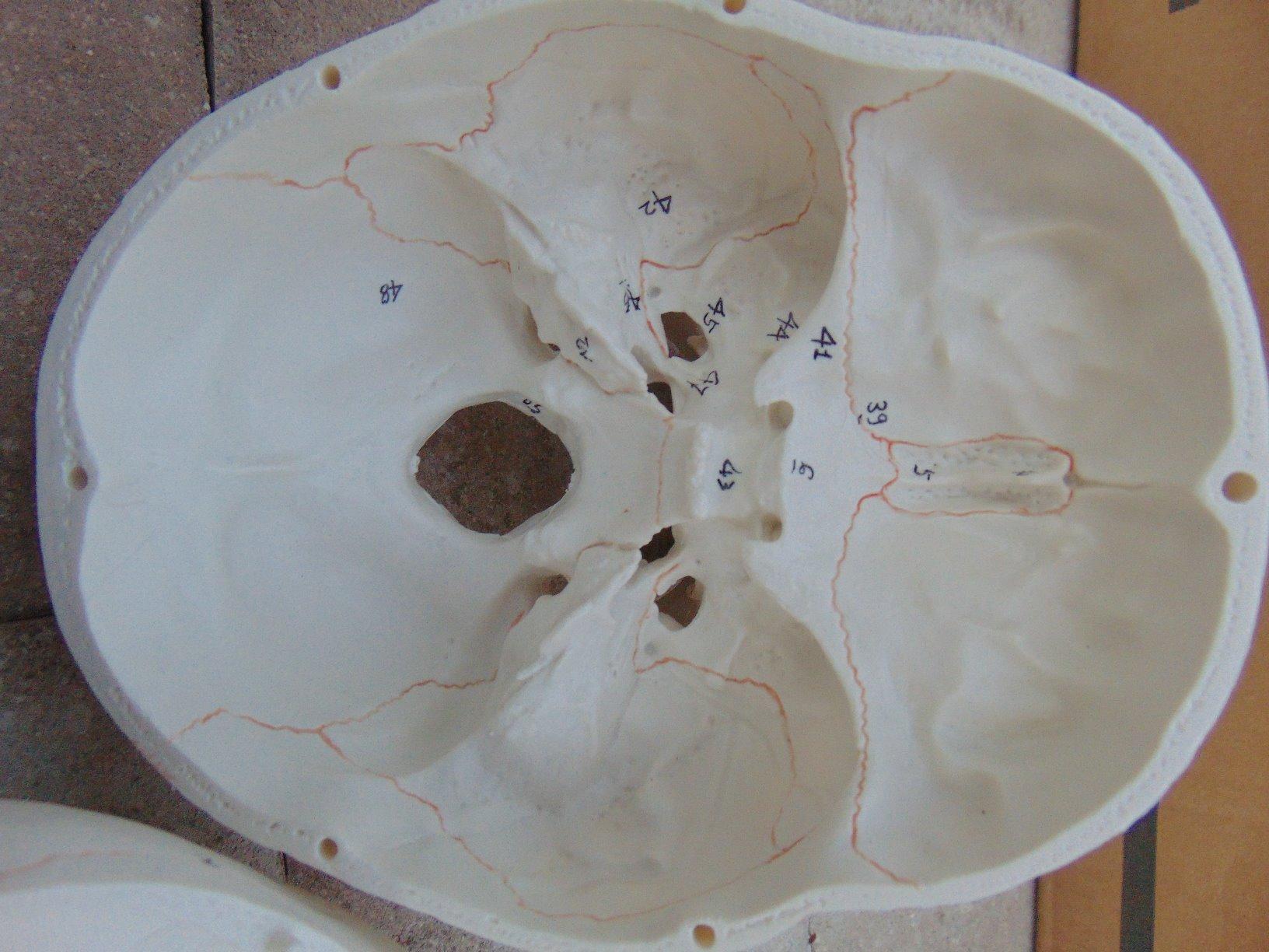 Wellden Medical Anatomical Human Skull Model, 3-Part, Numbered, Life Size customer photo 2