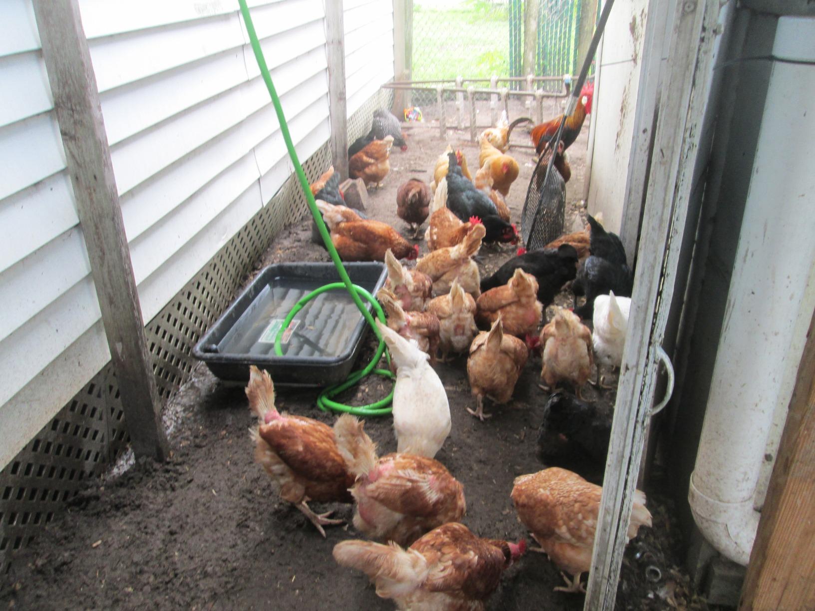 Standlee Hay Company Flock Fresh Premium Poultry Bedding, 2 Cubic feet customer photo 2