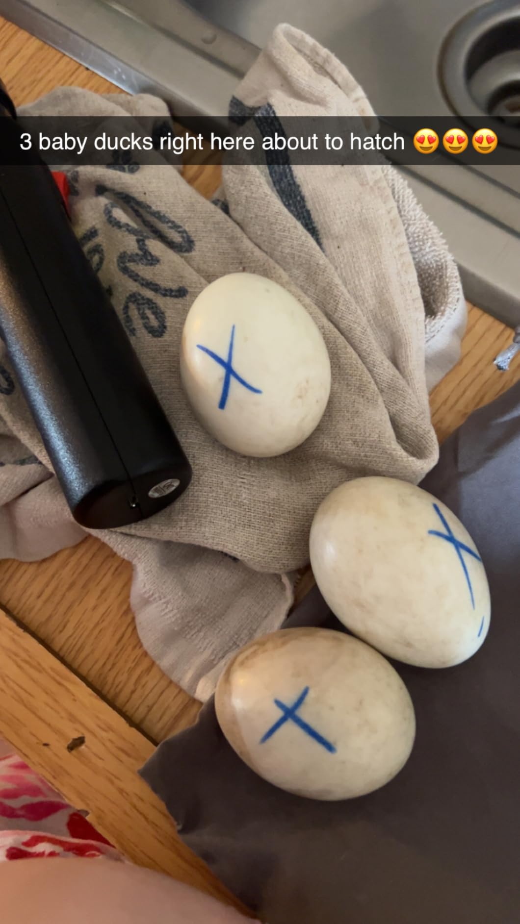 Magicfly Rechargeable Egg Candler Tester for Monitoring Eggs Development, Bright Cool LED Light Candling Lamp customer photo 1