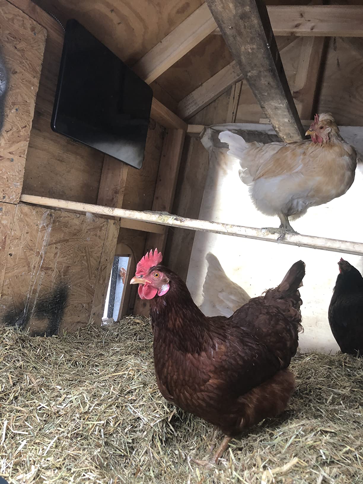 Cozy Products Cozy Coop Chicken Coop Heater, Flat-Panel, 150 Watts customer photo 2