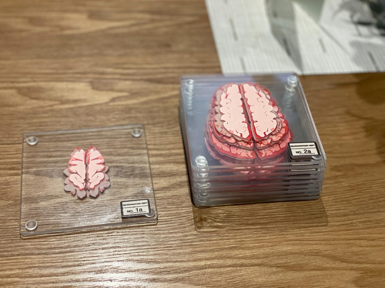 Original Anatomic Heart Coasters Set - Fade-Proof Print - Best Gift for Doctors, Nurses, Med Students or Geeky Decor - Brain Set Also Available customer photo 2