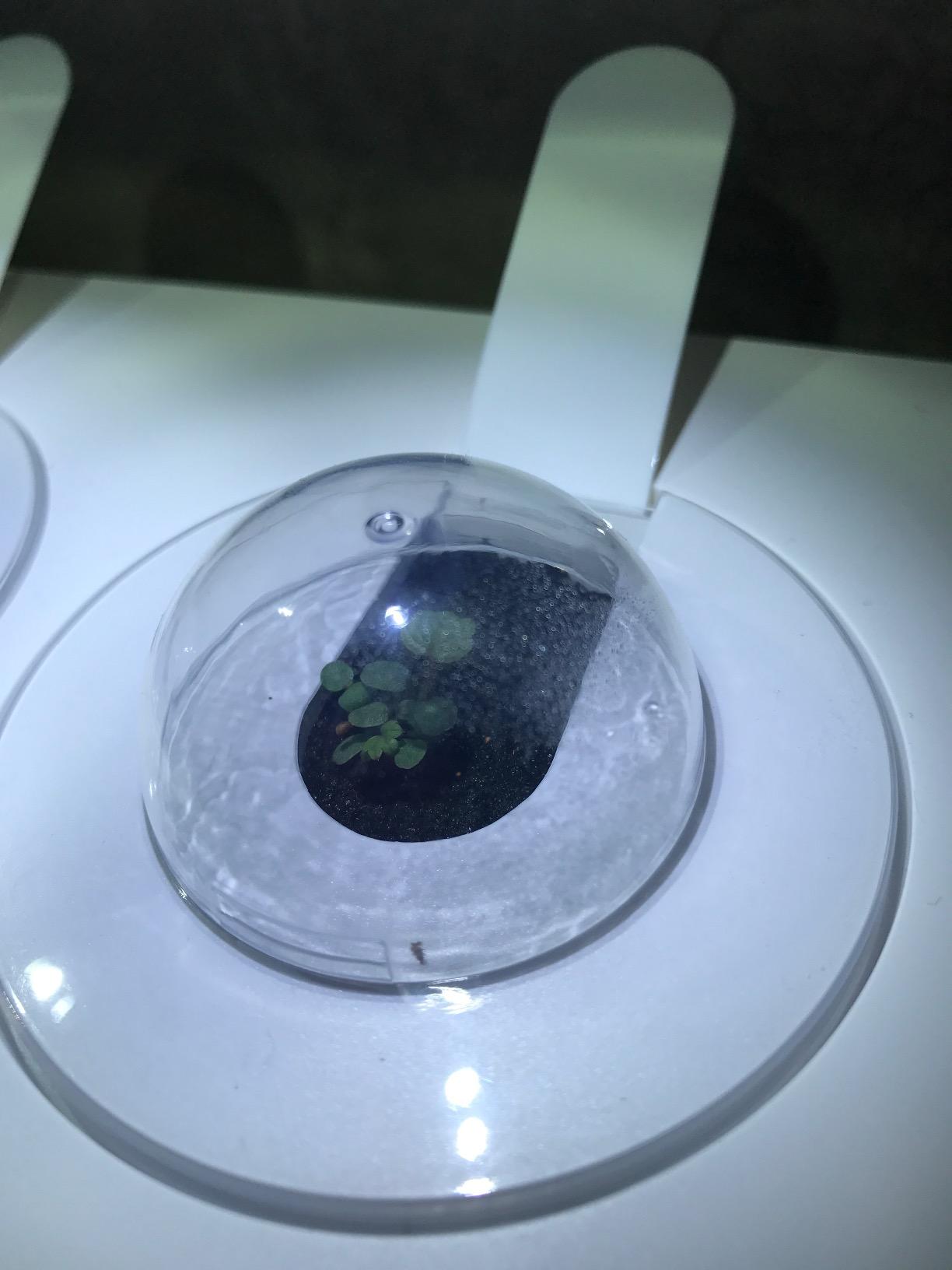 Click & Grow Indoor Herb Garden Kit with Grow Light | Smart Garden for Home Kitchen Windowsill | Easier Than Hydroponics Growing System | Vegetable Gardening Starter (3 Basil Pods Included), White customer photo 1