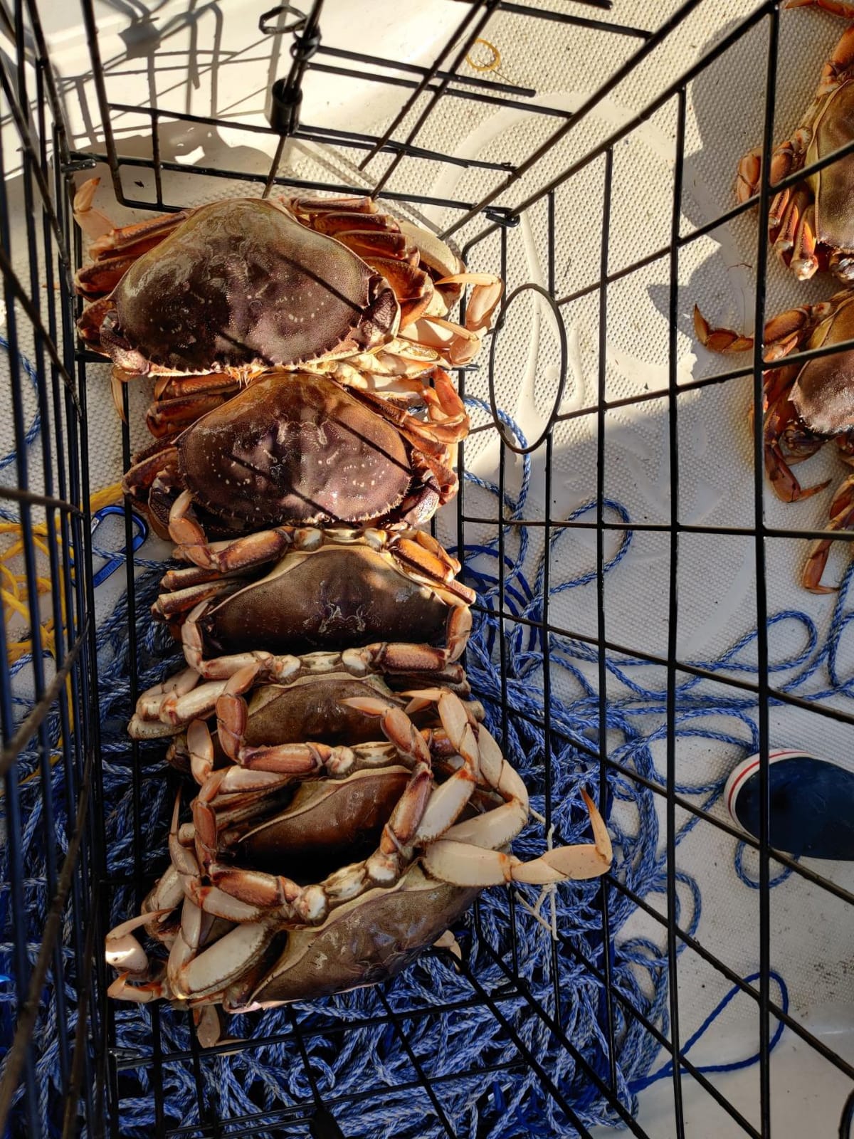 2-Pack of KUFA Vinyl Coated Crab Trap & Accessory kit Including 100' Rope, Caliper, Harness, Bait Bag & Red/White Float customer photo 1