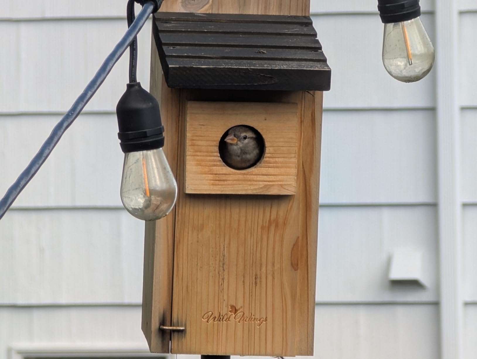 Wild Wings WWCH3 Cedar Blue Bird Box House customer photo 2