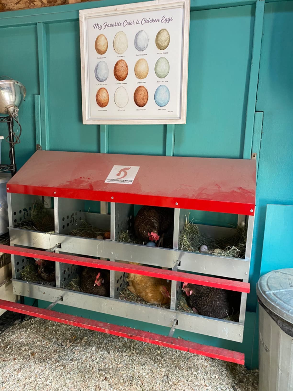 Duncan's Chicken Nesting Boxes - 8 Hole Metal Poultry Nest Box Wall Mount for Chickens, Hens, Ducks - Easy Egg Collection - Large Vented Holes - Fold Up Perches customer photo 2