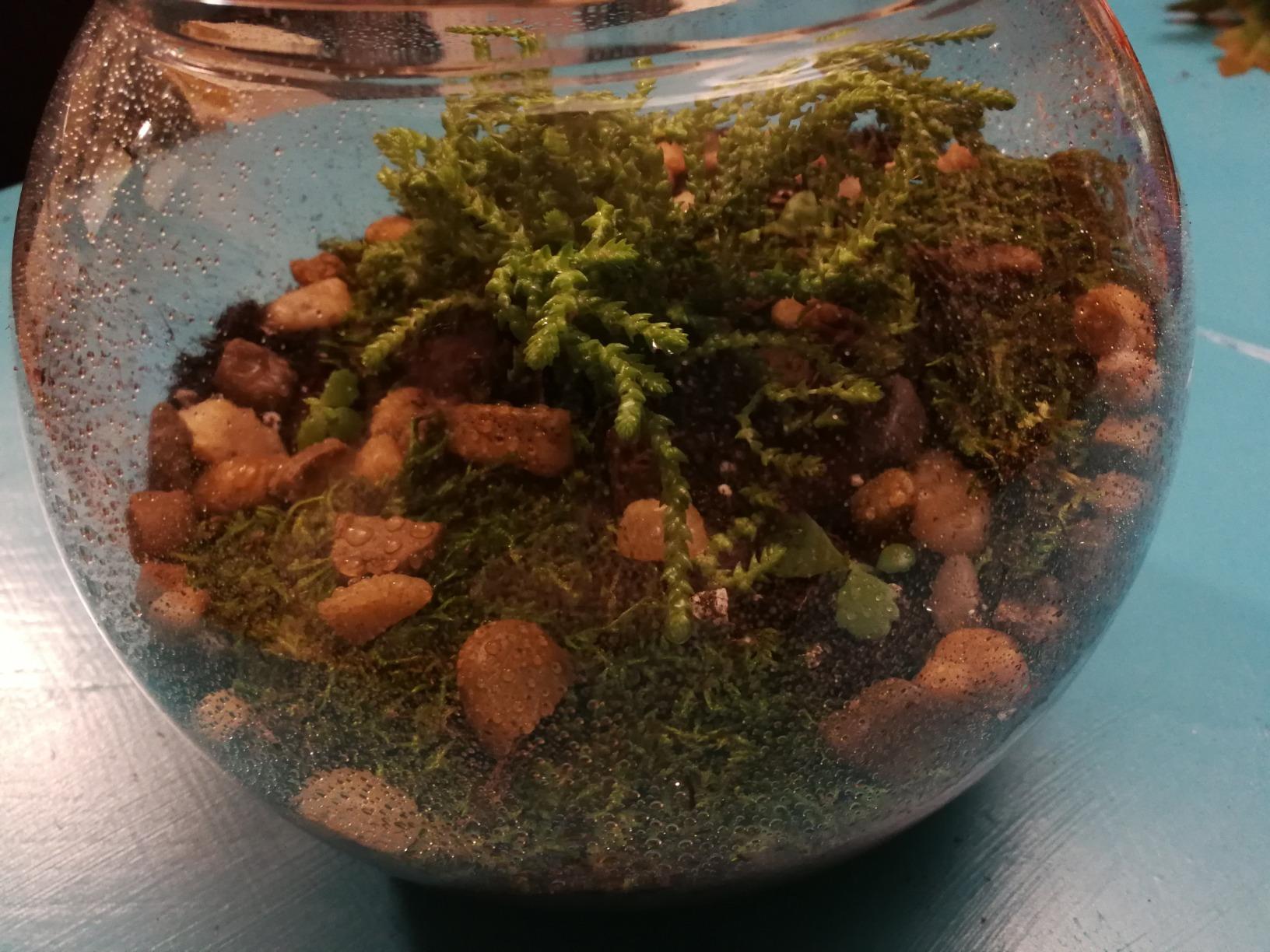Succulent Planter Kit - Terrarium Kit with Succulent Soil, Gravel, Pebble, Moss customer photo 2