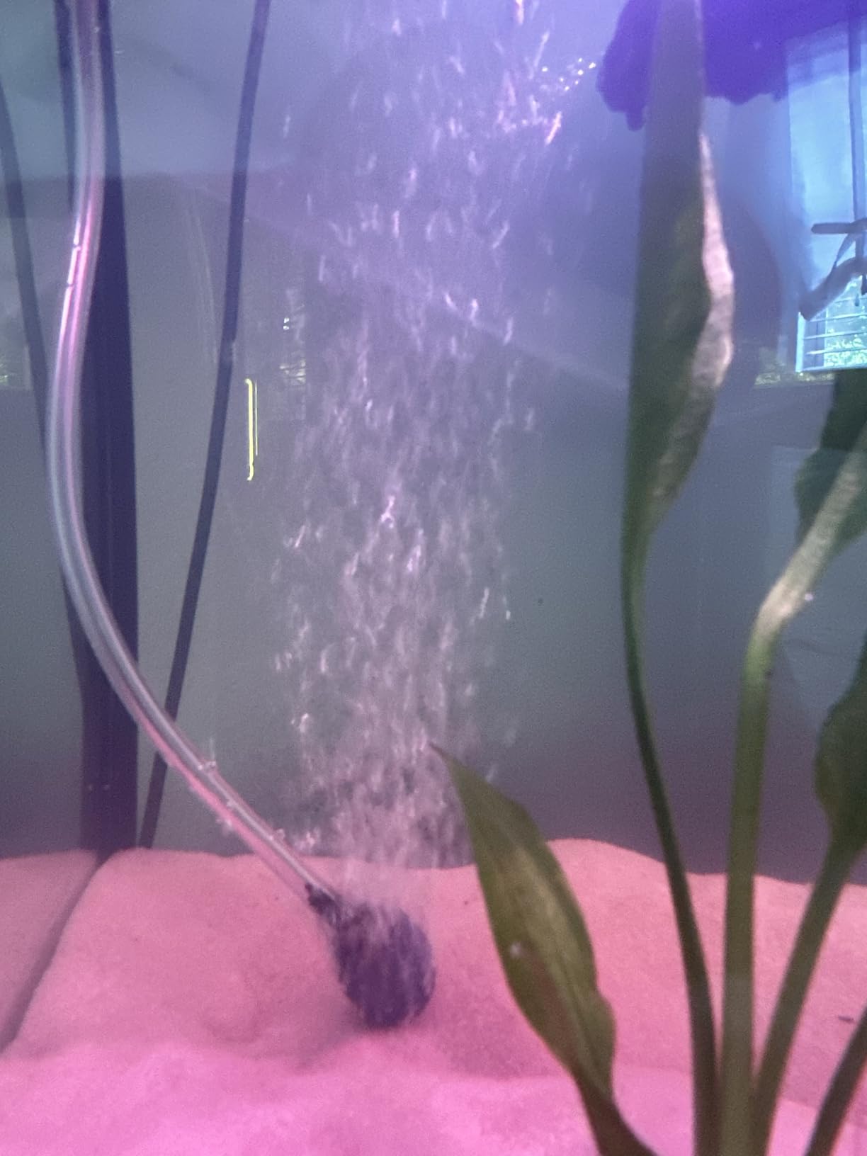 Pawfly Aquarium 15-40 GPH Compact Air Pump Quiet Oxygen Aerator Pump with Air Stone/Nano Bio Sponge Filter Airline Tubing and Check Valve Accessories for 3-20 Gallon Buckets and Fish Tanks customer photo 2