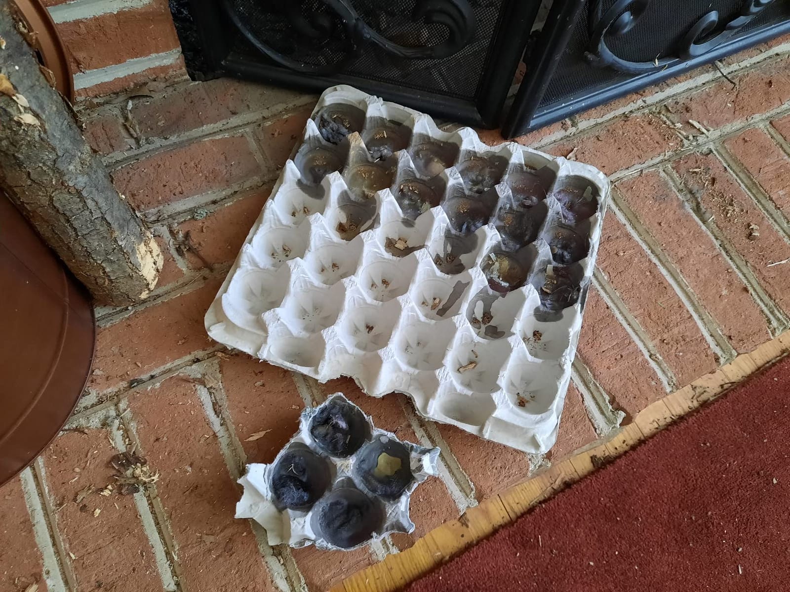 Biodegradable Pulp Fiber Egg Flats - 15 Pieces for Storing up to 30 Large or Small Eggs/Egg Crates That Make a Great Home for Roach Colony by MT Products customer photo 1