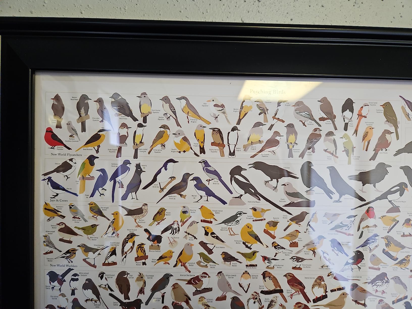 Pop Chart | Birds of North America | 36