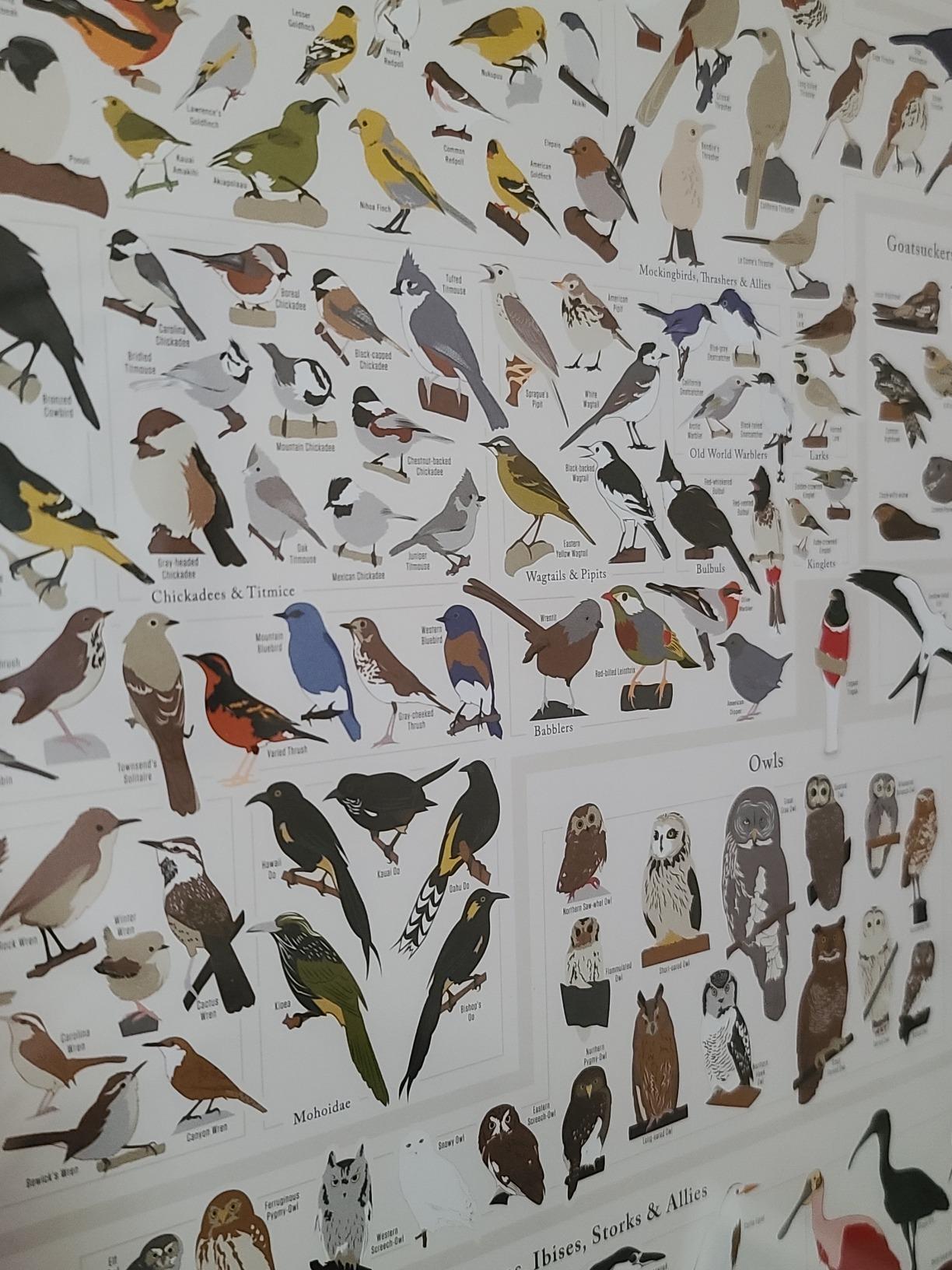 Pop Chart | Birds of North America | 36
