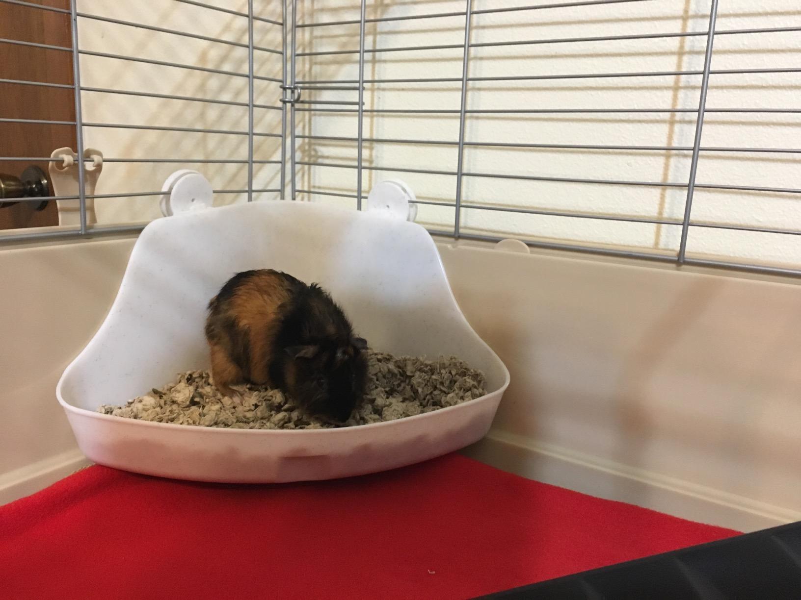 Amazon Basics Top Access Small Animal Habitat for Rabbit, Guinea Pig, Ferret & Chinchilla with Accessories, Jumbo, 48.6