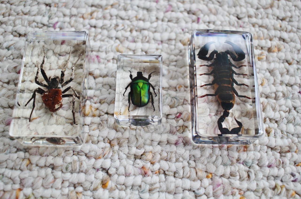 QTMY Insect in Resin Specimen Collection Paperweight for Office Desk,Christmas for Men Women Biology Science Teacher Education (Green Cockchafer Beetle) customer photo 1