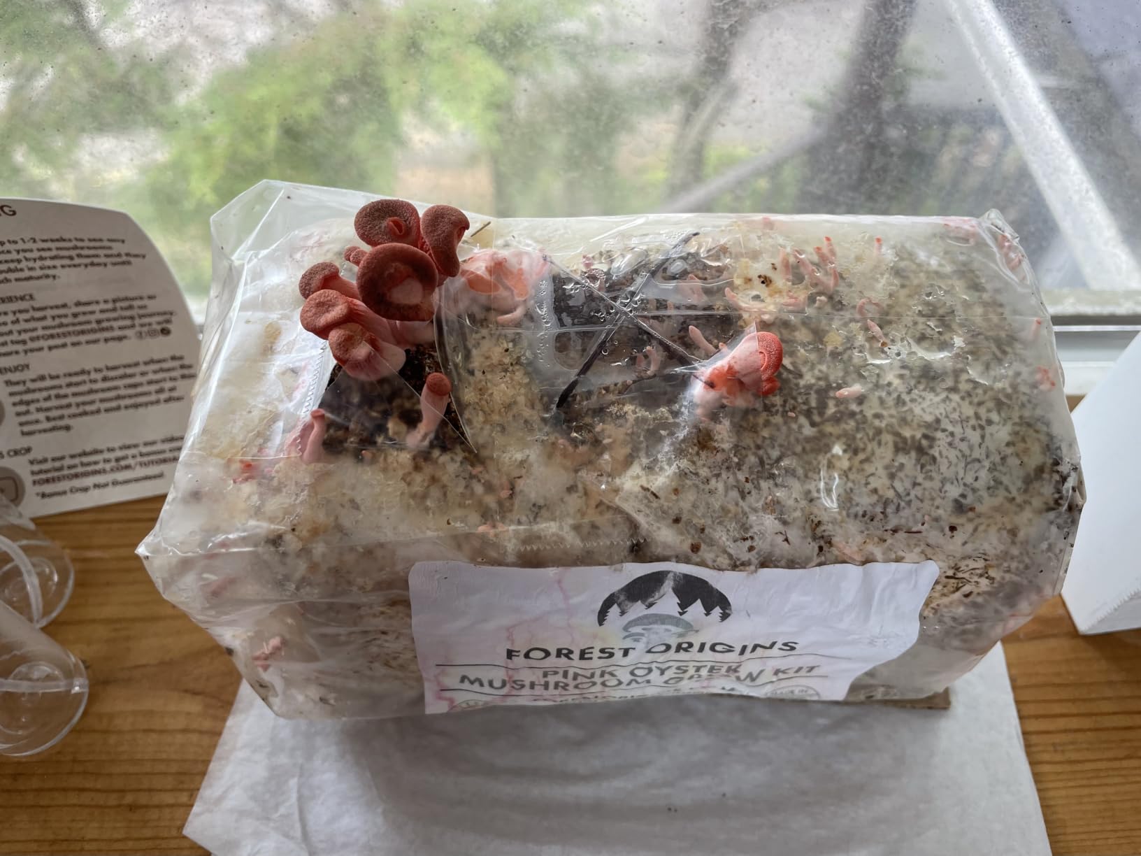 Forest Origins Pink Oyster Mushroom Grow Kit, Ready to Grow Indoors customer photo 1