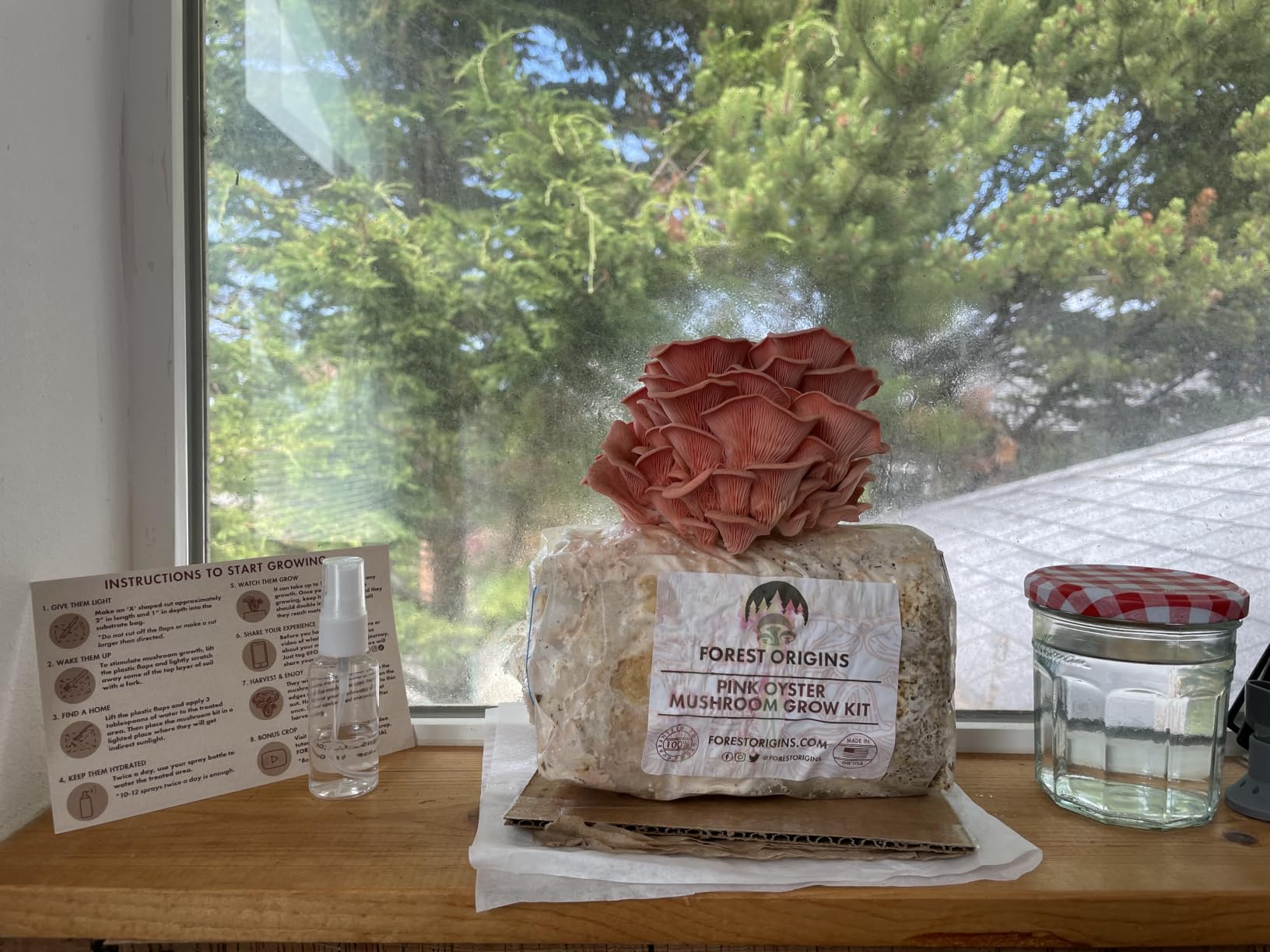 Forest Origins Pink Oyster Mushroom Grow Kit, Ready to Grow Indoors customer photo 2