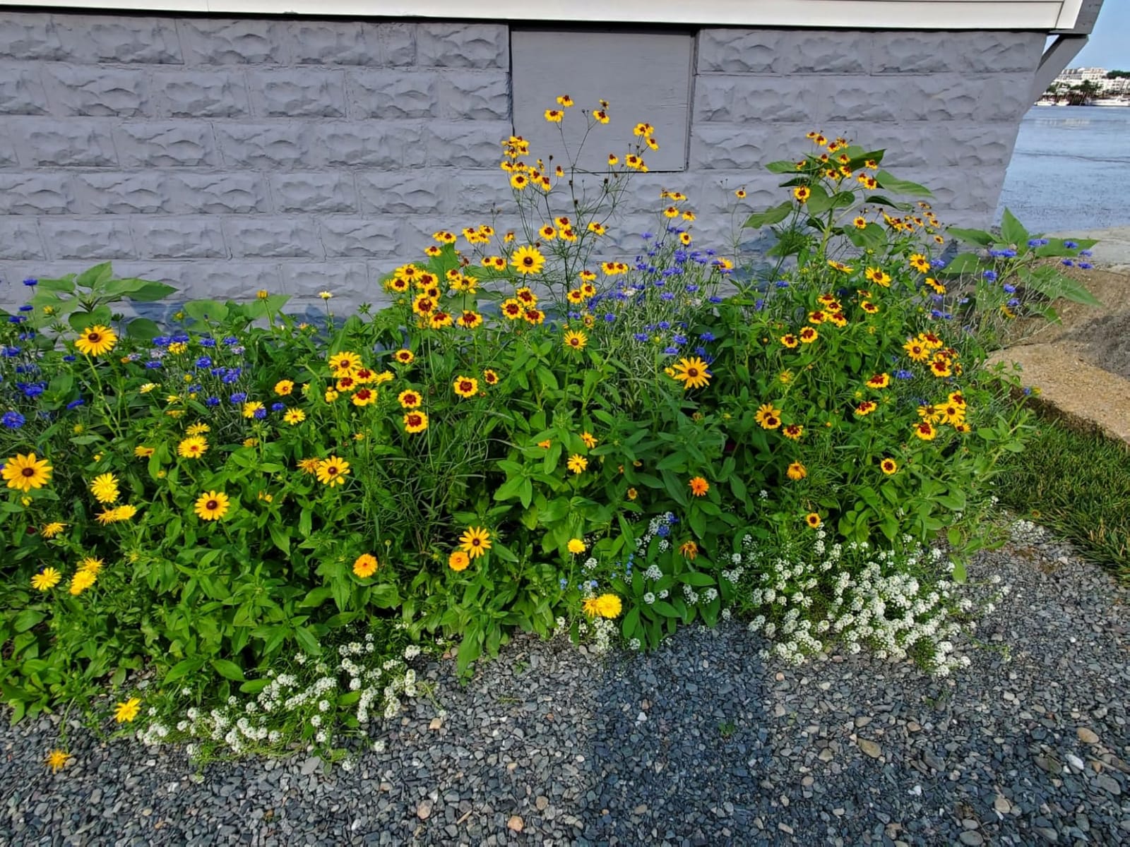 Burpee Wildflower 25,000 Bulk, 1 Bag | 18 Varieties of Non-GMO Flower Seeds Pollinator Garden, Perennial Mix customer photo 2