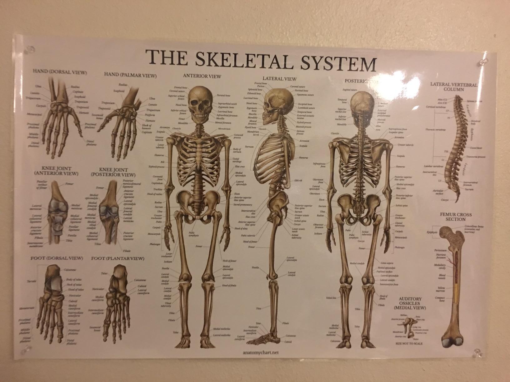 Palace Learning Skeletal System Anatomical Chart - LAMINATED - Human Skeleton Anatomy Poster (18