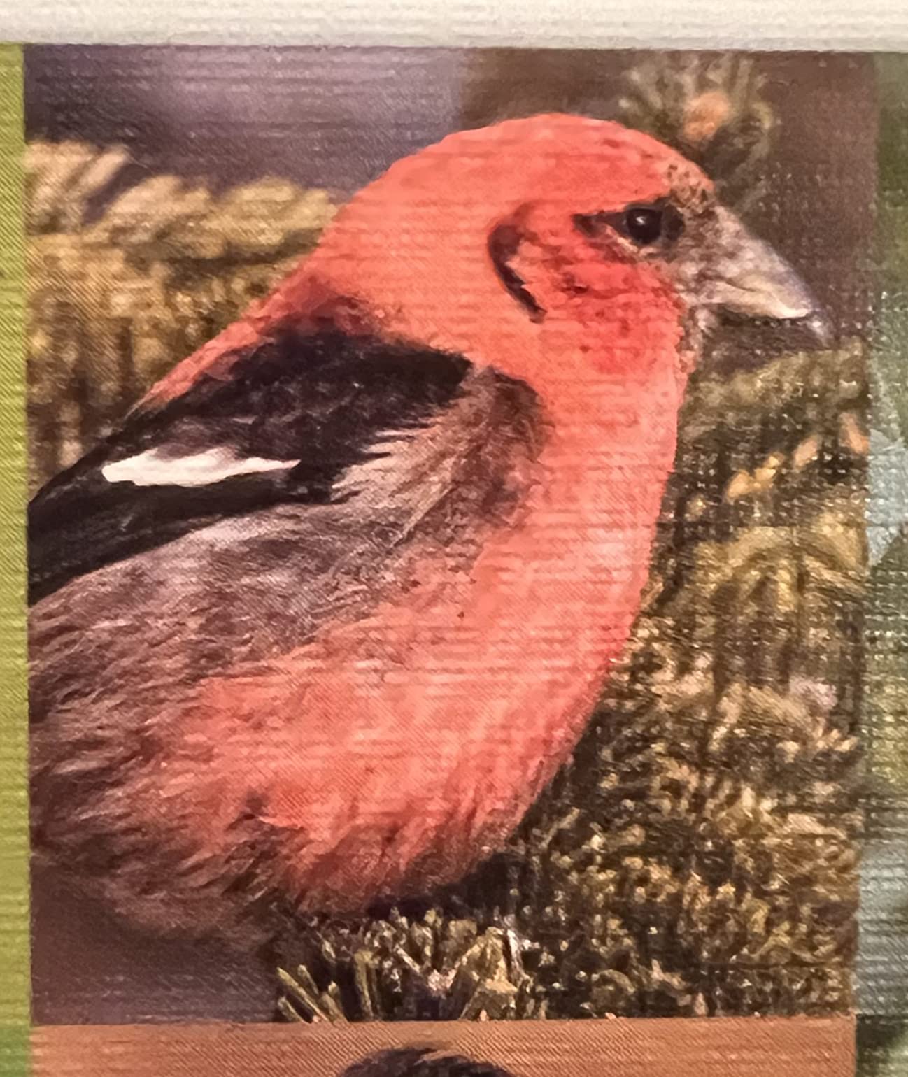 New York Puzzle Company - Cornell Lab Birds of Eastern/Central North America - 1000 Piece Jigsaw Puzzle for Adults by Pedro Fernandes customer photo 1