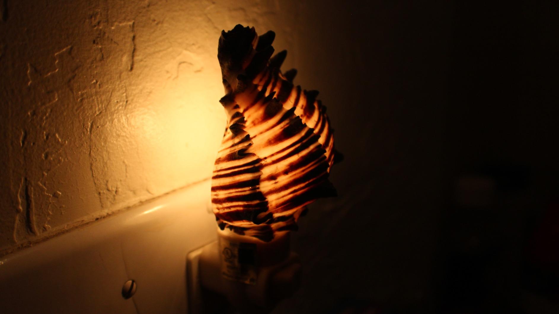 Seashell Night Light – Black Murex Nautical NightLight – Shell Light for Bathroom – Sea Shell Lamp – Seashell Lamp Plug Into Wall customer photo 1