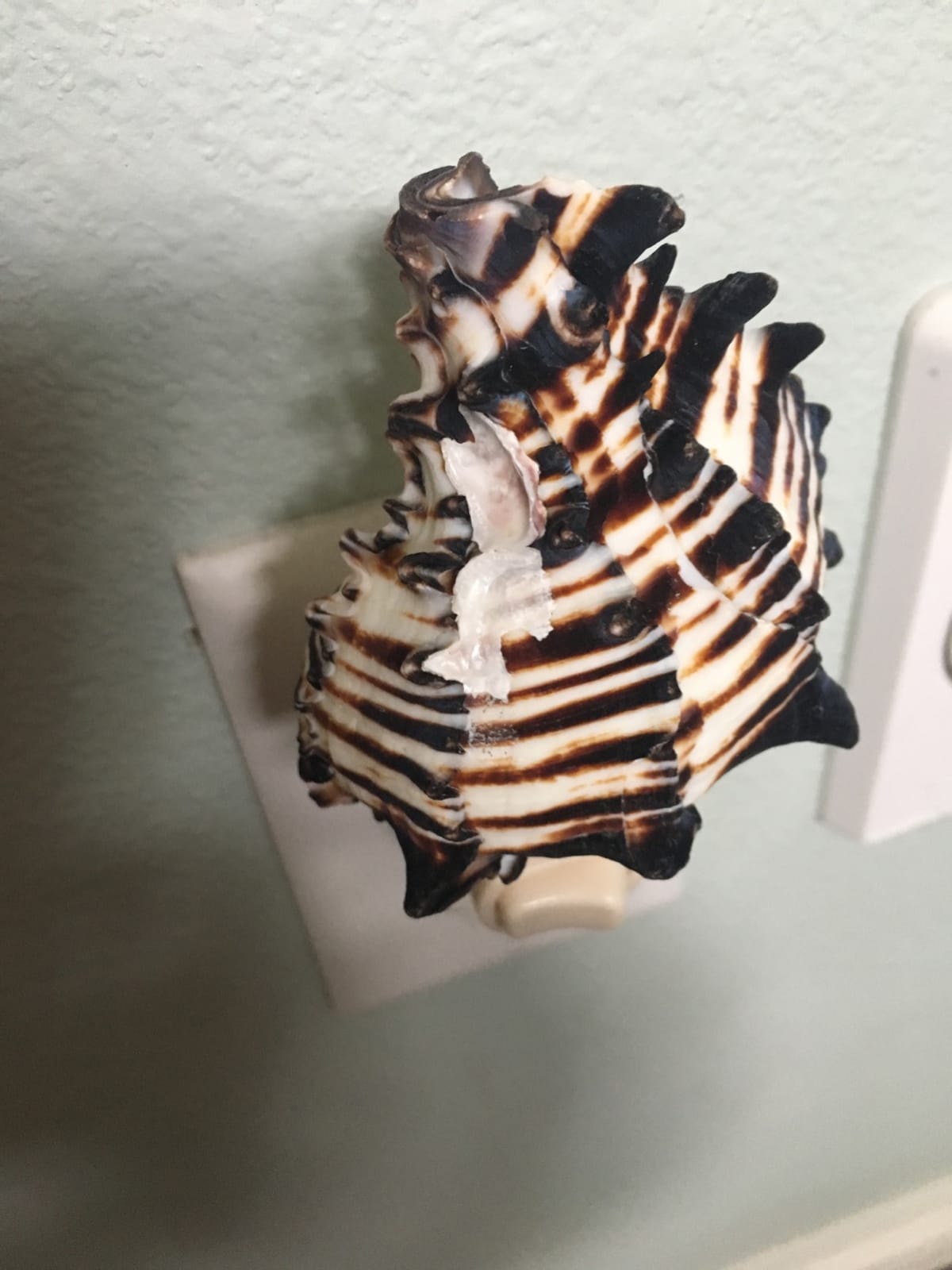 Seashell Night Light – Black Murex Nautical NightLight – Shell Light for Bathroom – Sea Shell Lamp – Seashell Lamp Plug Into Wall customer photo 2