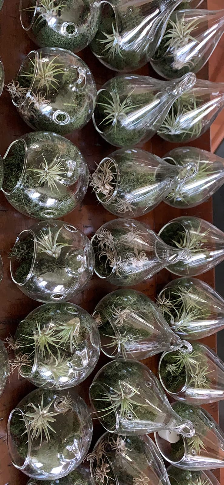 Set of 6 Hanging Glass Globe Plant Terrariums Orbs Air Plant Tea Light Candle Holders Succulents Moss Miniature Garden Indoor Home Decor Outdoor Garden DIY Design Gift 4 Inches by 4 customer photo 2
