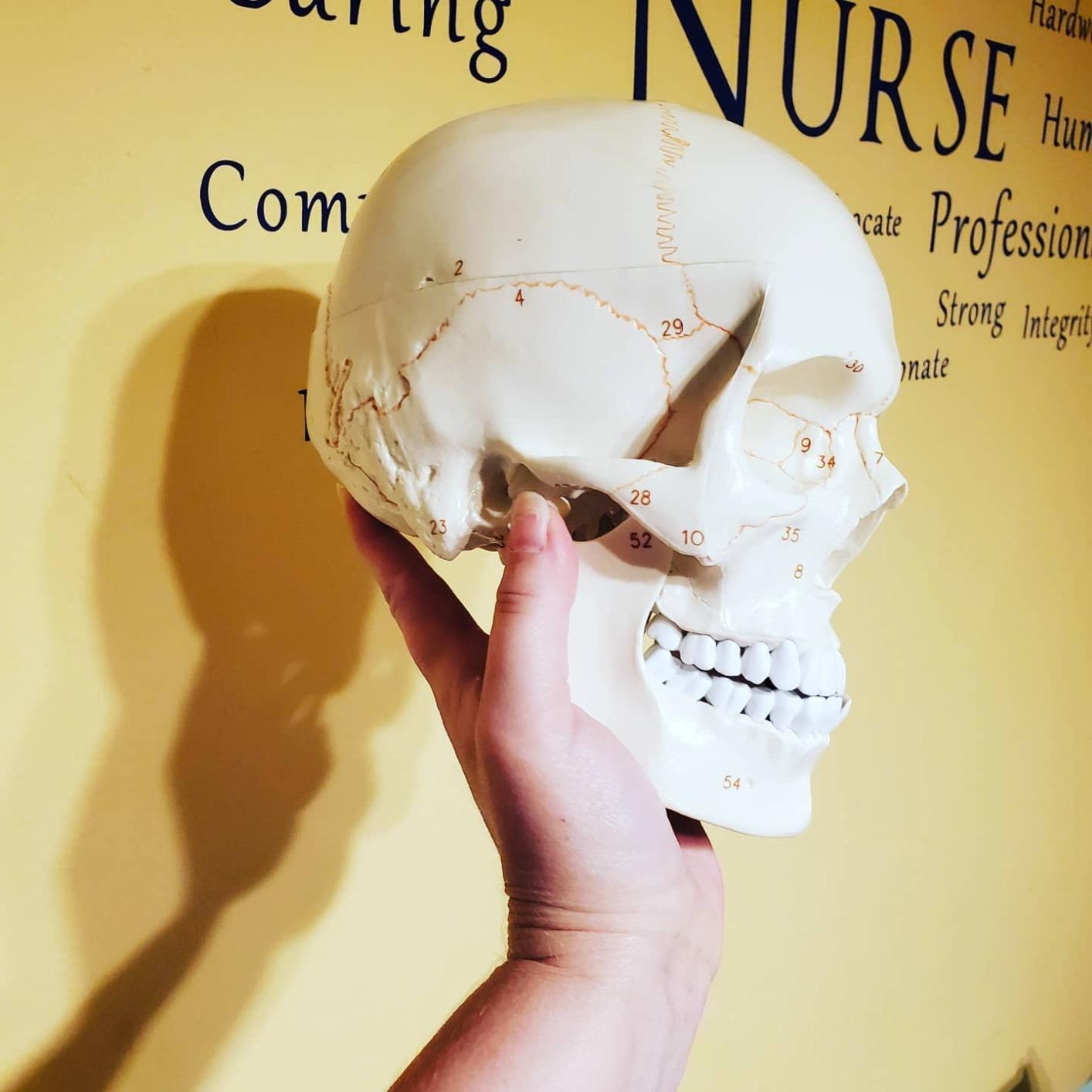 Upgraded Life Size Human Head Skull Anatomical Model with Laser-Etched Fonts Not Hand Write Number, Not Smudged for Medical Student Human Anatomy Study Course customer photo 1