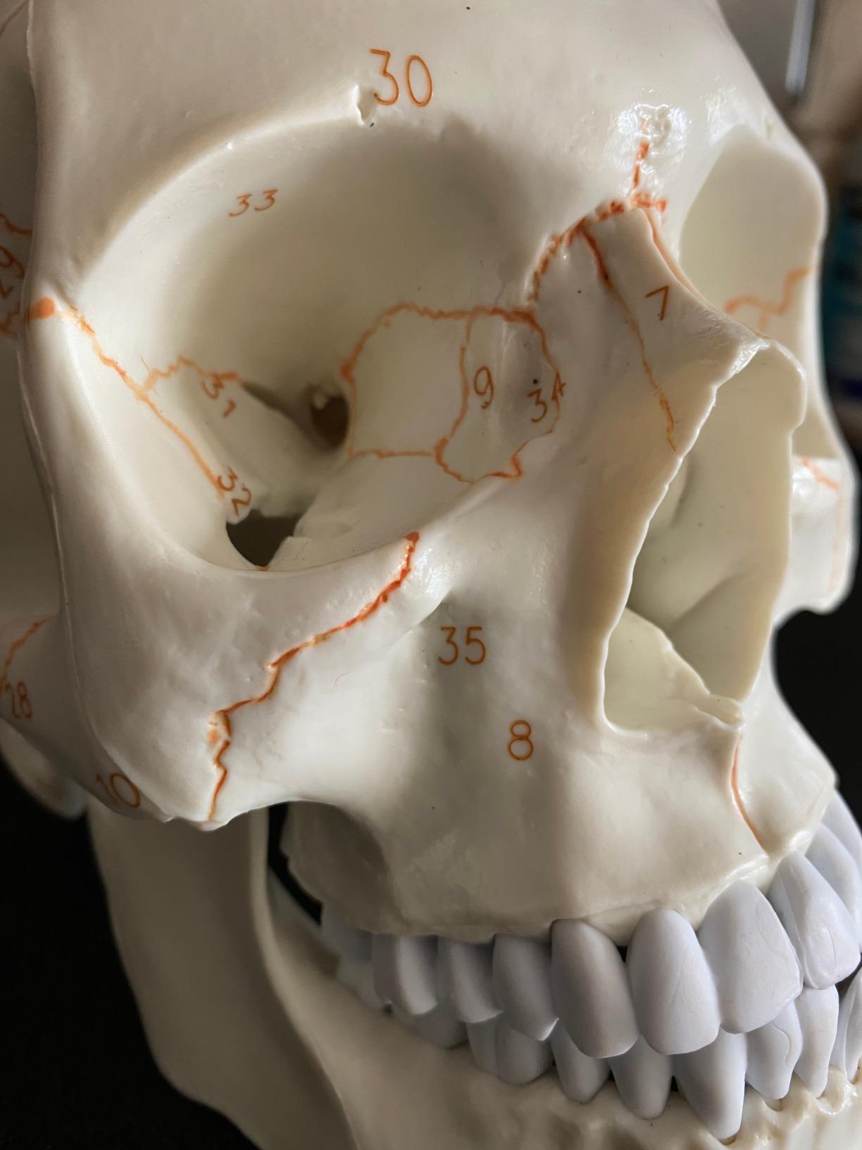 Upgraded Life Size Human Head Skull Anatomical Model with Laser-Etched Fonts Not Hand Write Number, Not Smudged for Medical Student Human Anatomy Study Course customer photo 2