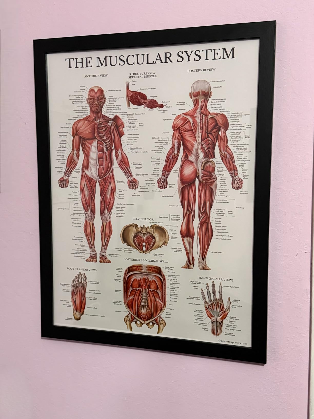 Palace Learning Muscular & Skeletal System Anatomical Poster Set - LAMINATED 2 Chart Set - Human Skeleton & Muscle Anatomy - (18