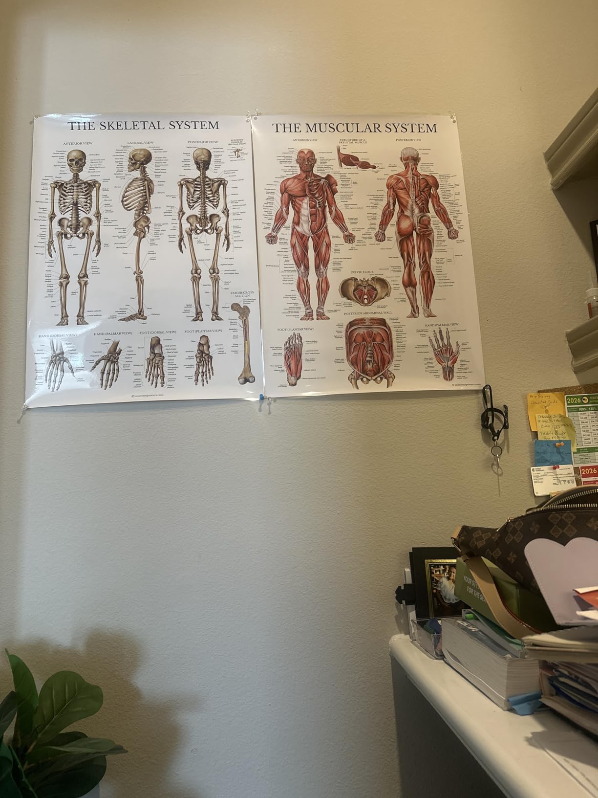Palace Learning Muscular & Skeletal System Anatomical Poster Set - LAMINATED 2 Chart Set - Human Skeleton & Muscle Anatomy - (18