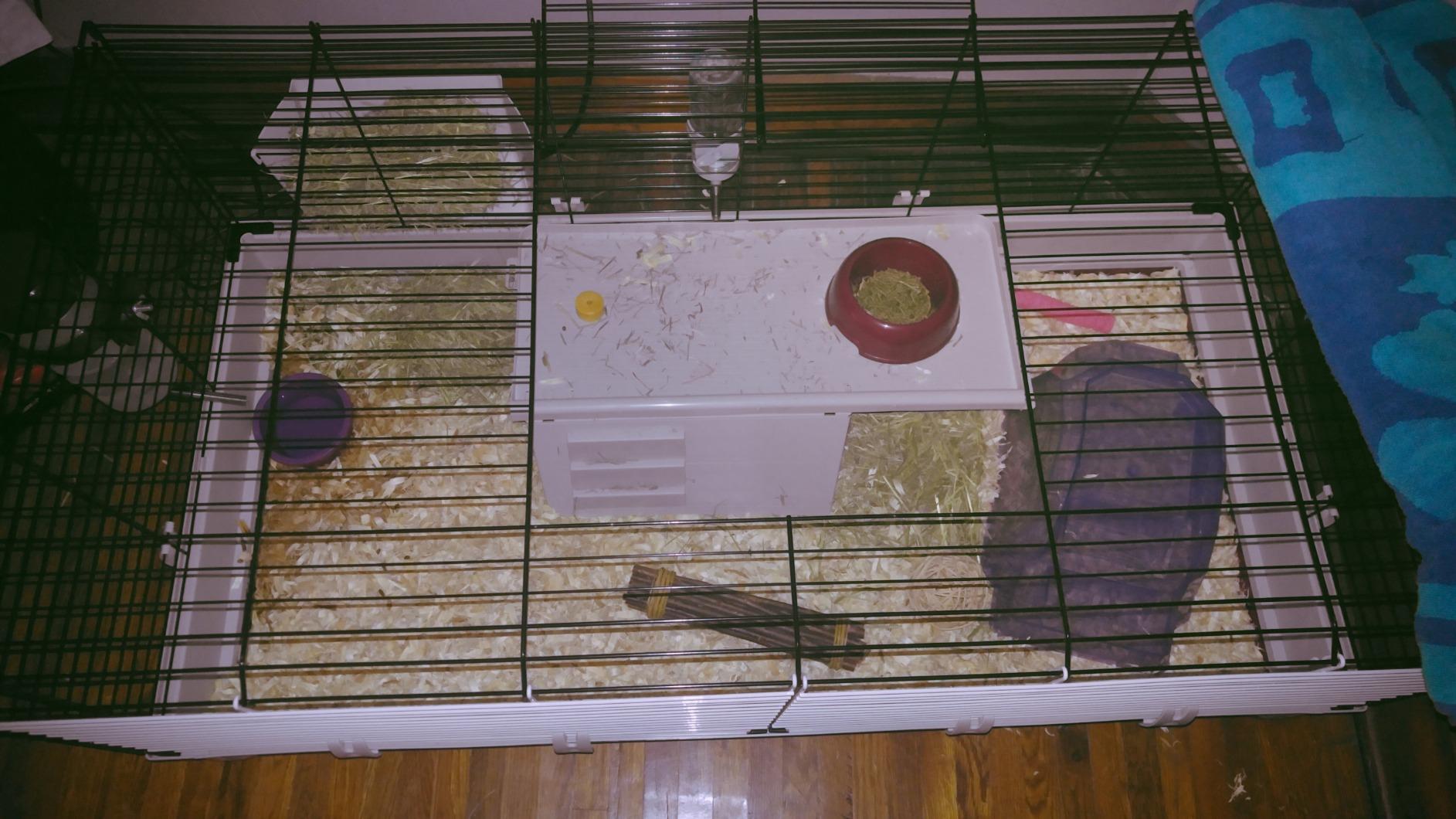 Midwest Homes for Pets Deluxe Rabbit & Guinea Pig Cage, X-Large, White & Red customer photo 1
